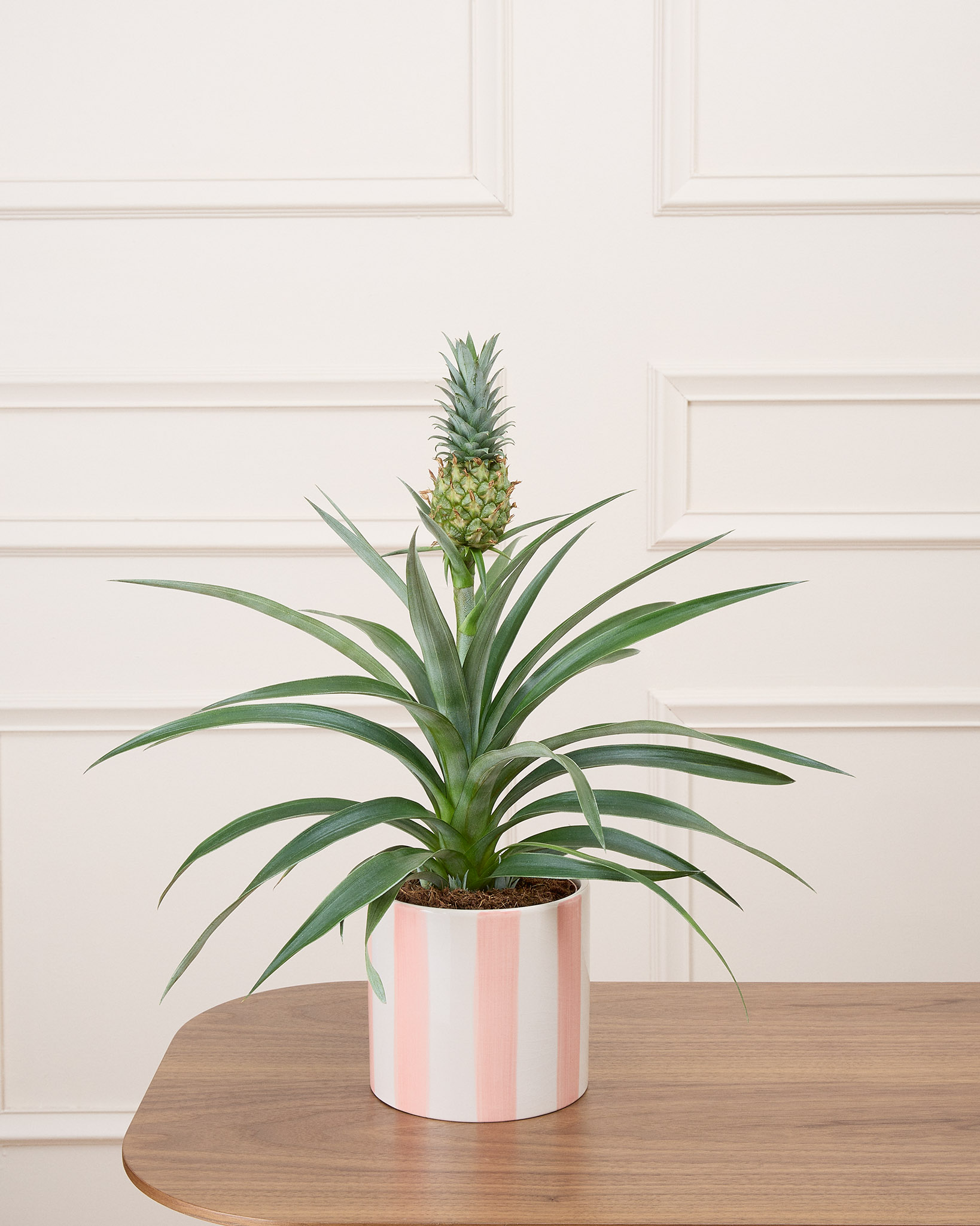 Anne et son cache-pot rayé rose - Ananas