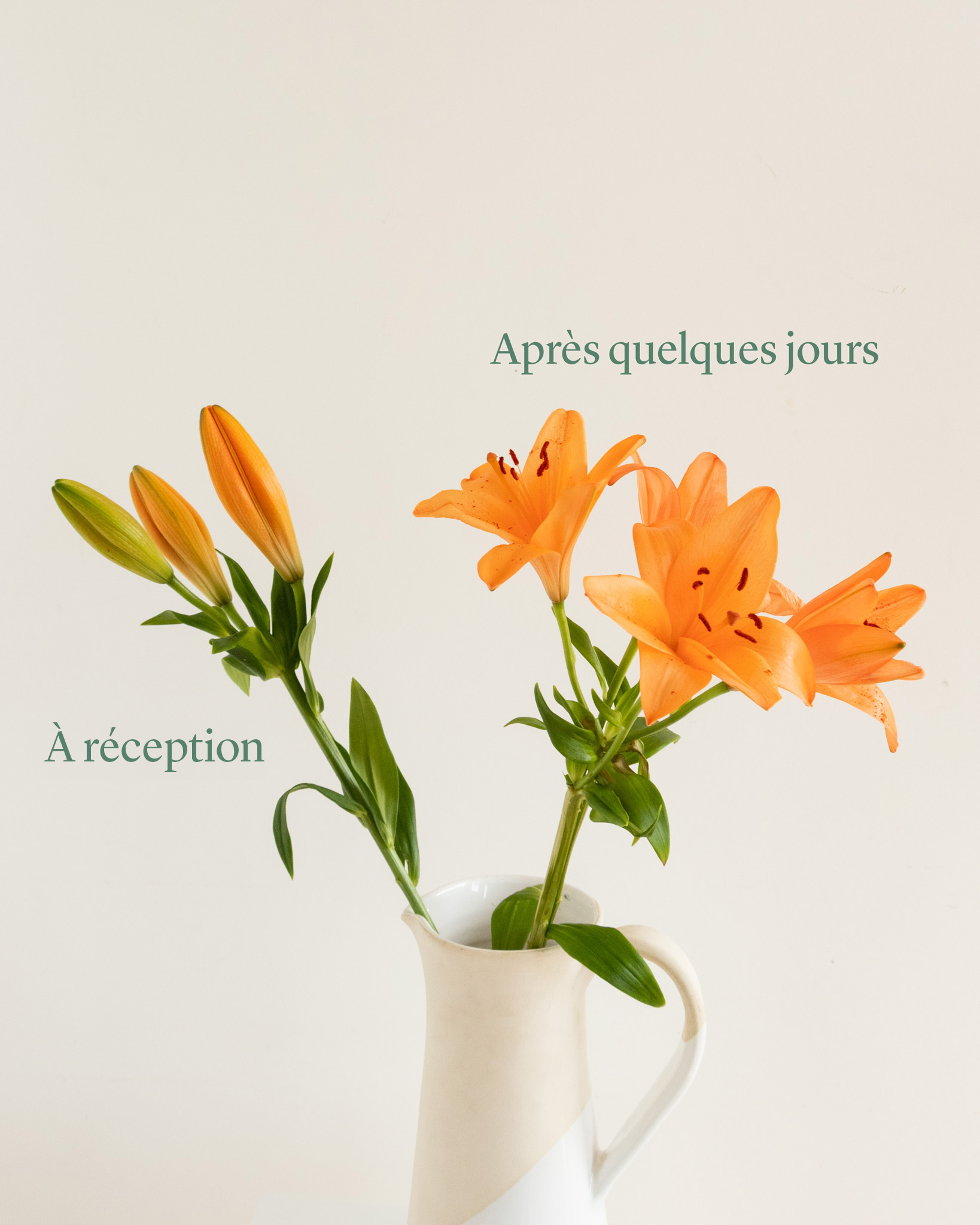 L’ouverture des lys peut prendre 2 à 5 jours après réception