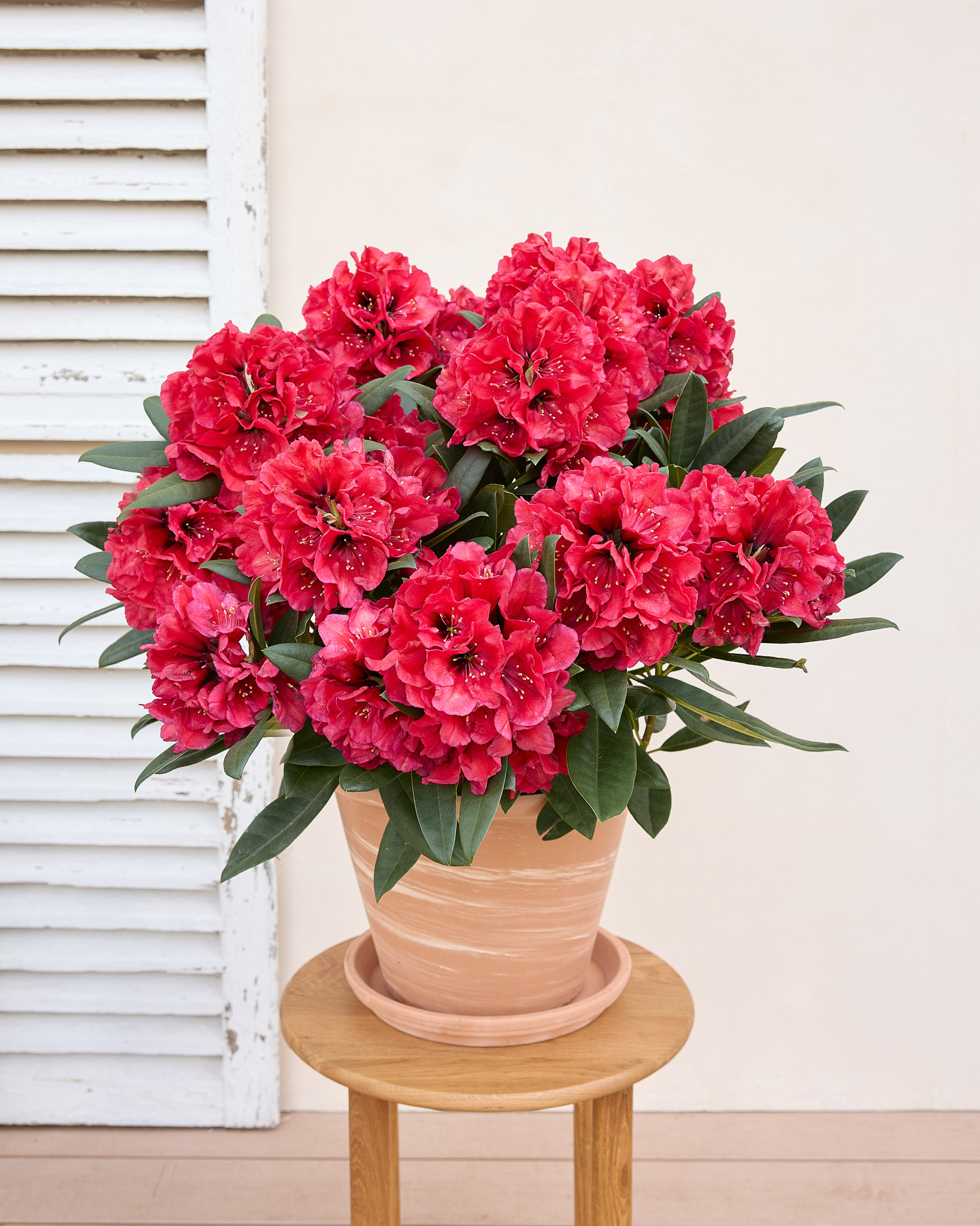 plante fleurie extérieur