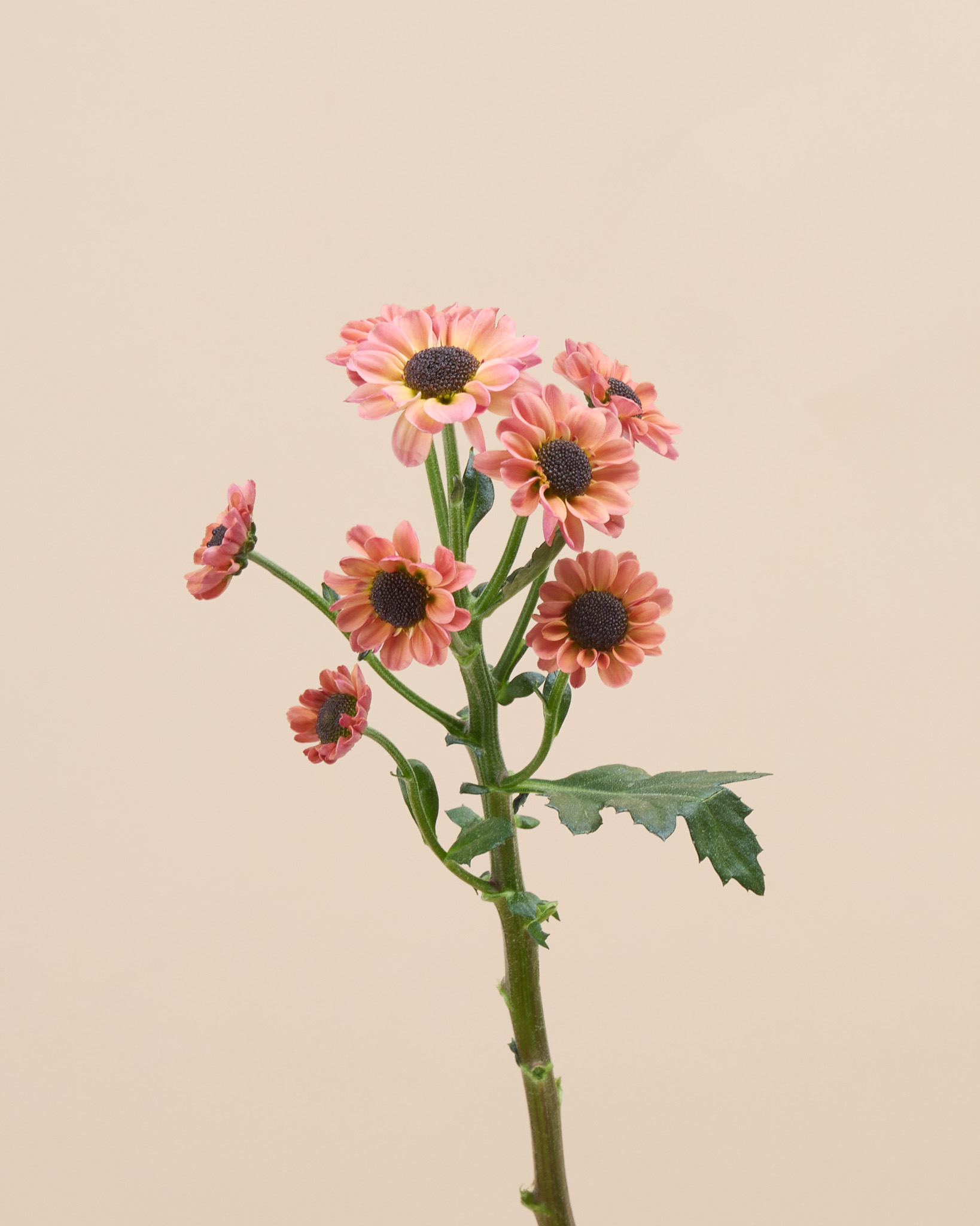 Chrysantheme