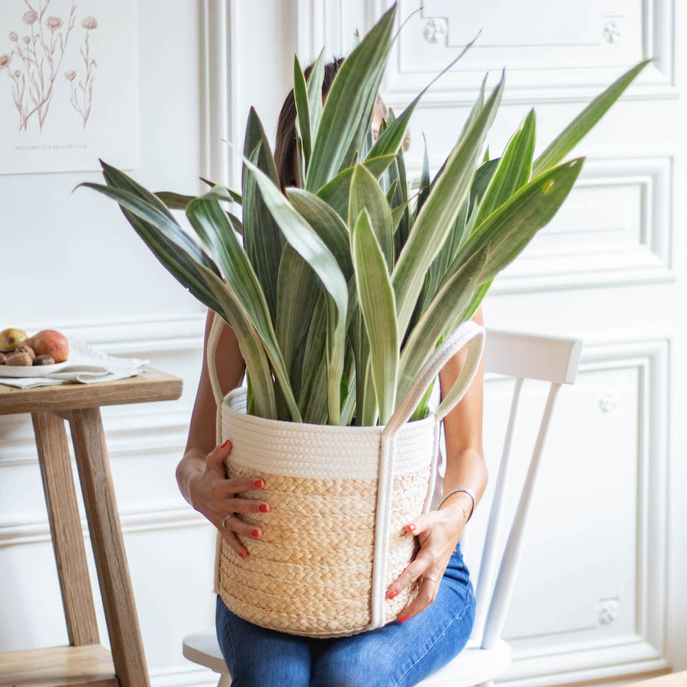 Sansevieria