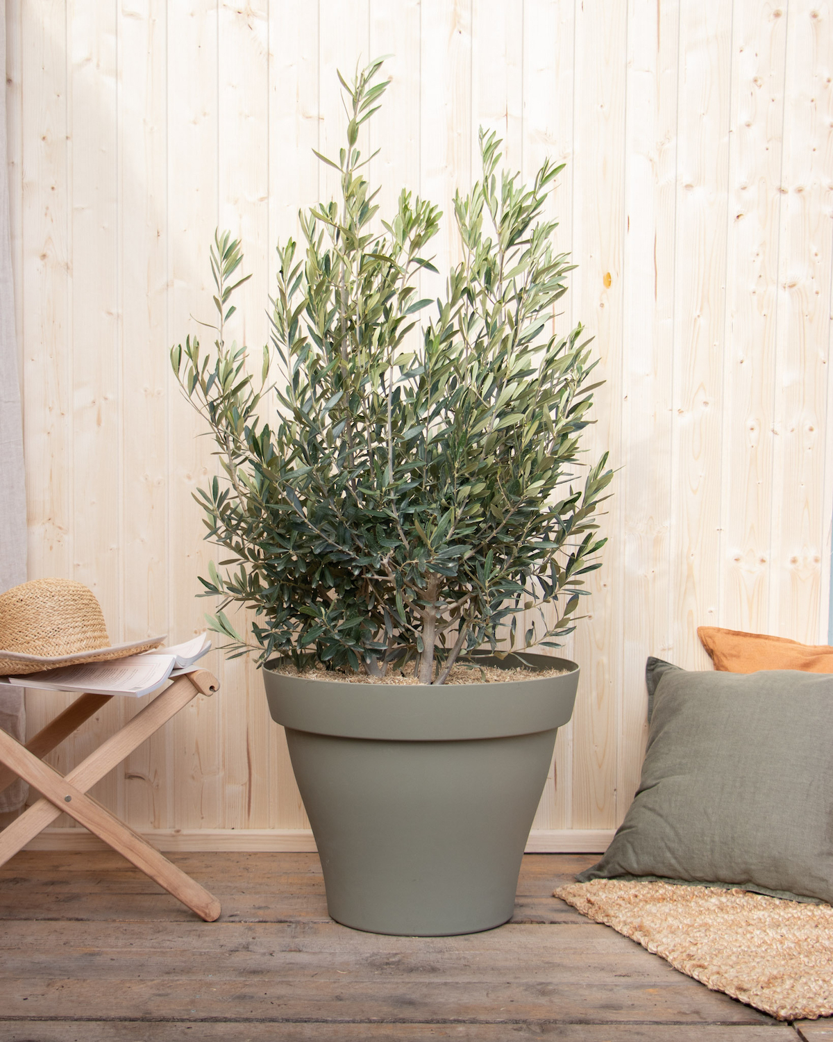 Comment planter un olivier ?