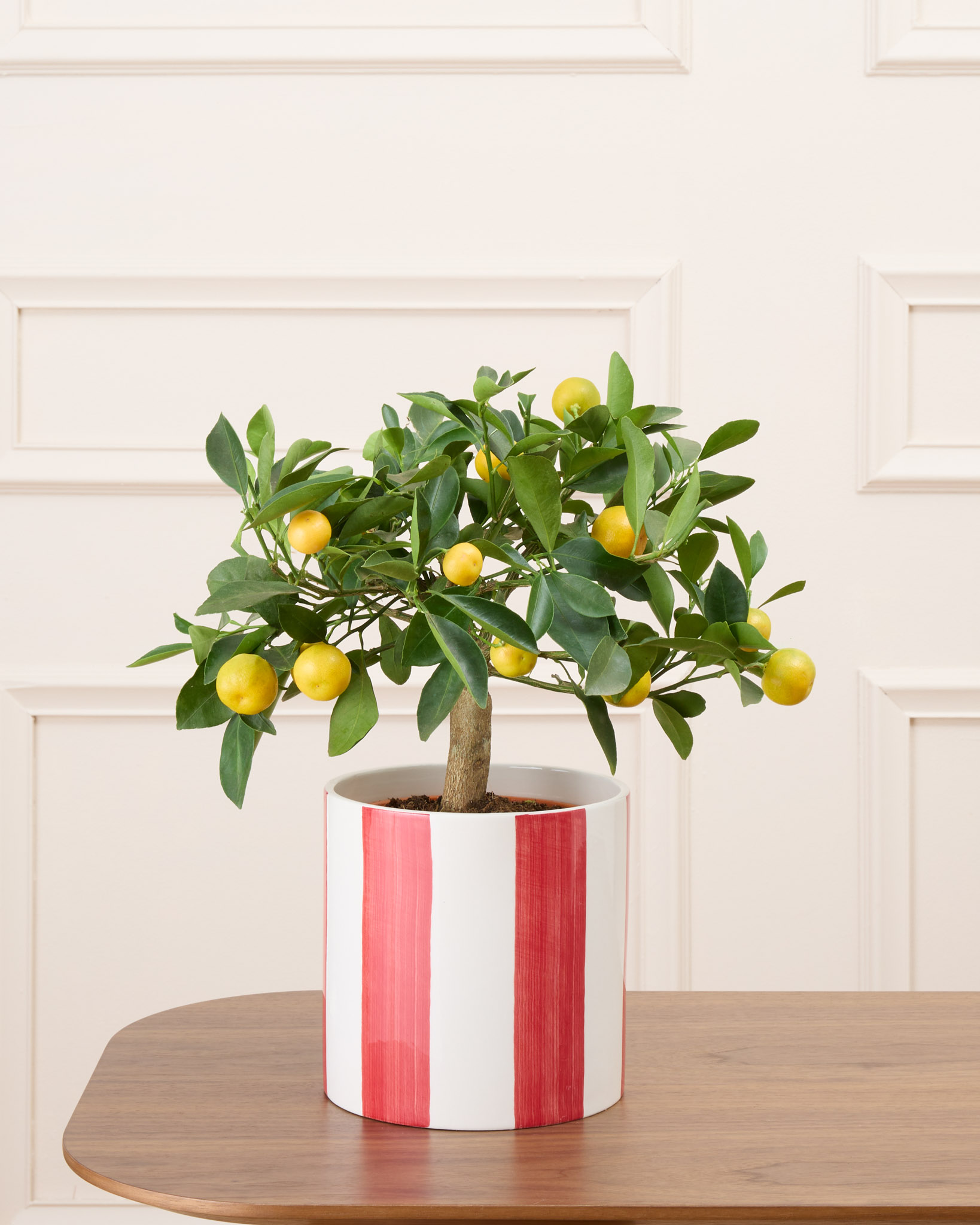 Carlos et son cache-pot - Calamondin