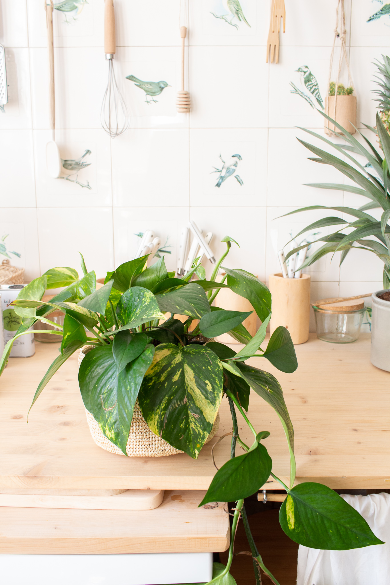 pothos