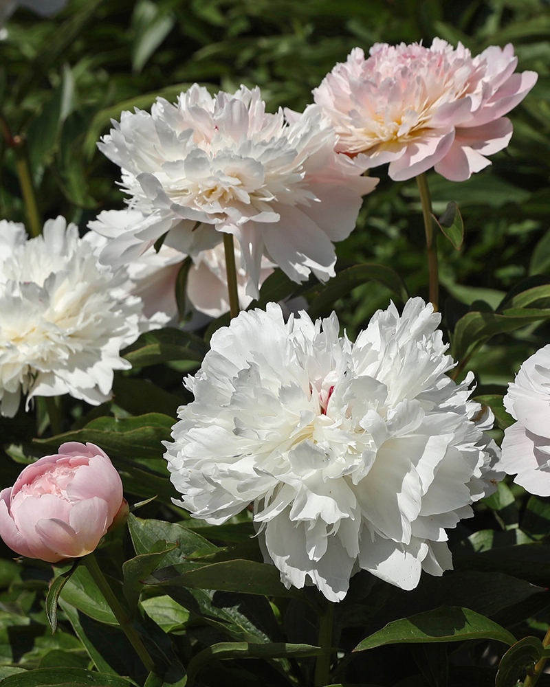 zoom sur une pivoine