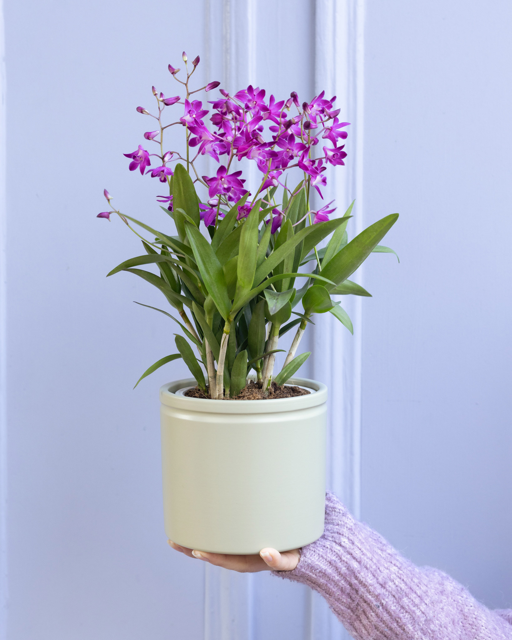 orchidee entretien