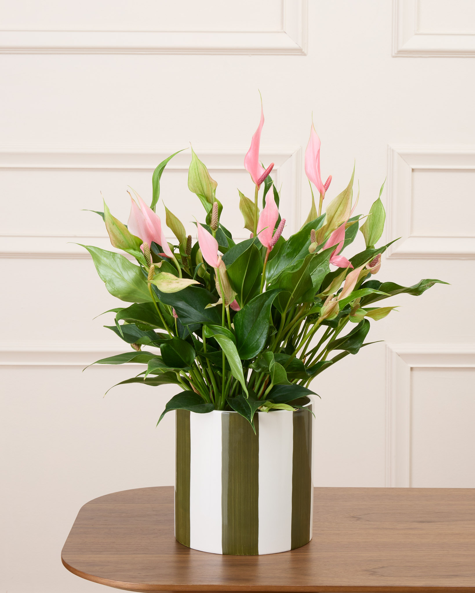 Alicia et son cache-pot rayé rose - Anthurium 