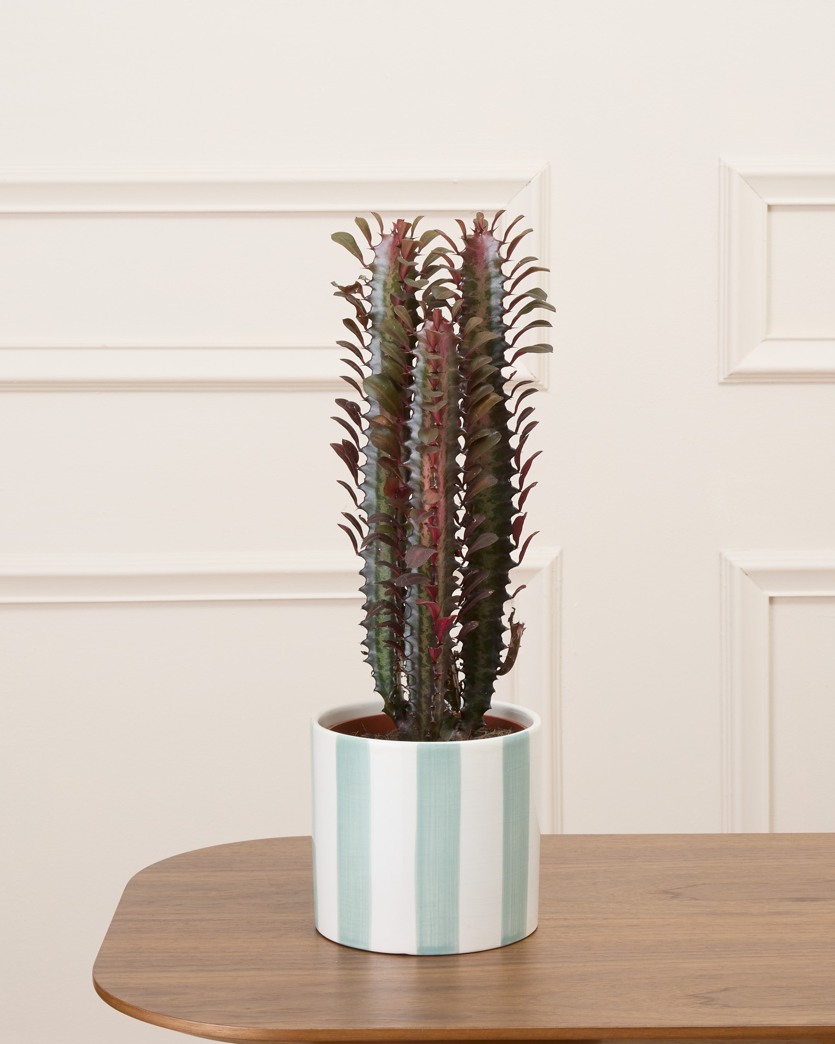 Gus et son cache-pot rayé vert - Cactus rouge