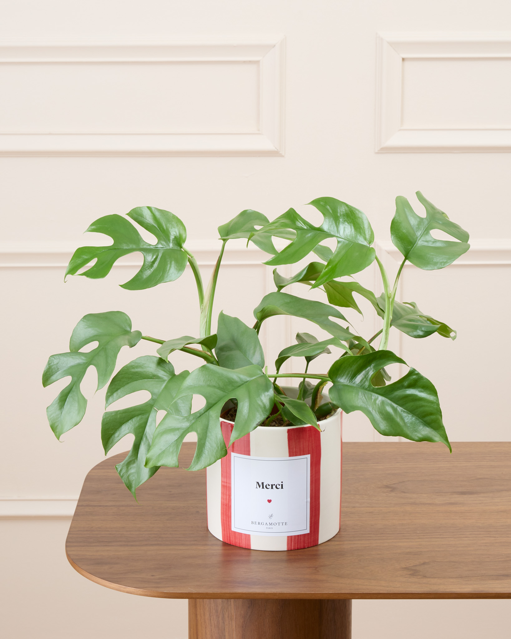 Donna et son cache-pot rayé rouge personnalisé - Monstera minima