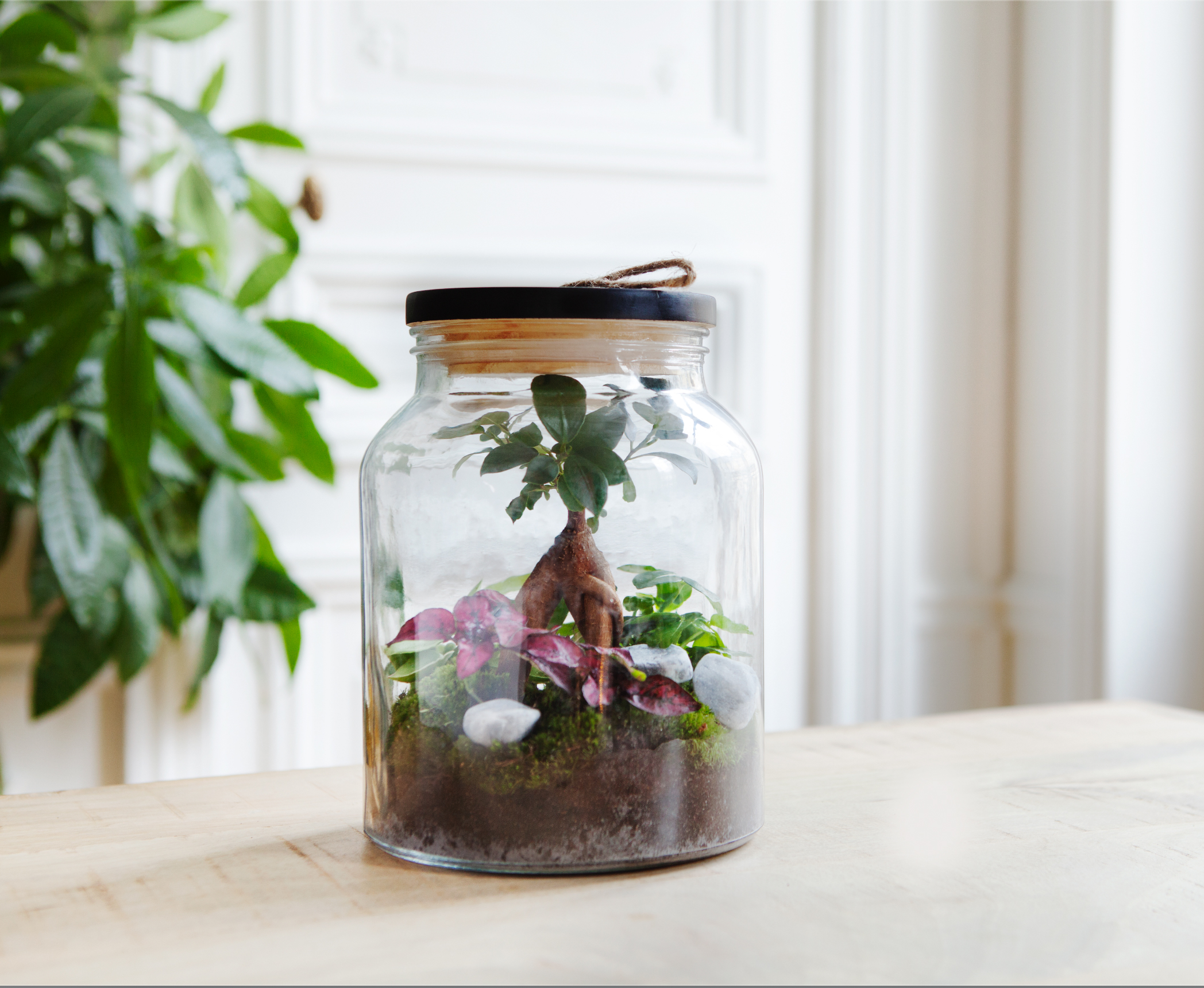 Comment réaliser son terrarium ?