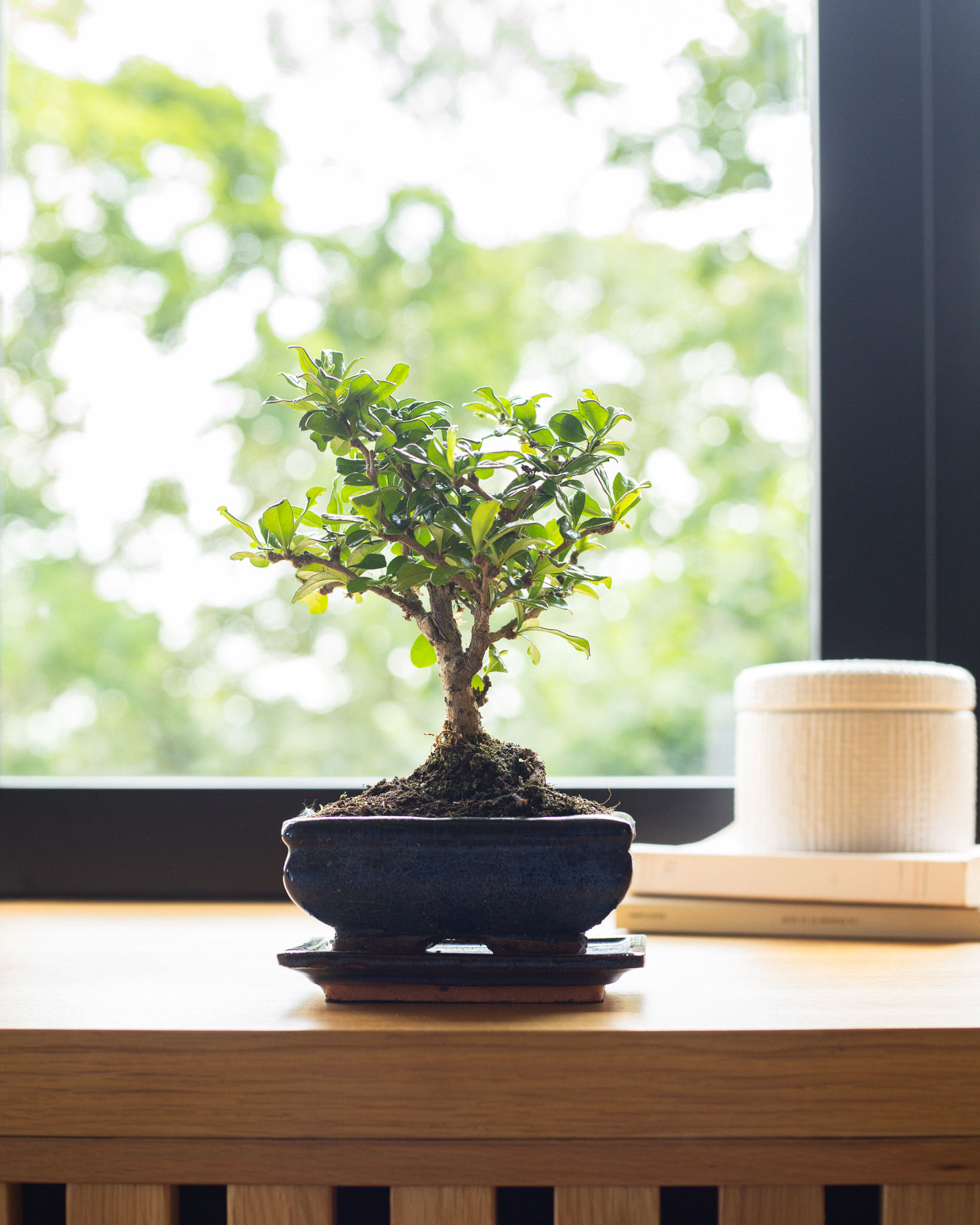 bonsai Carmona microphylla 
