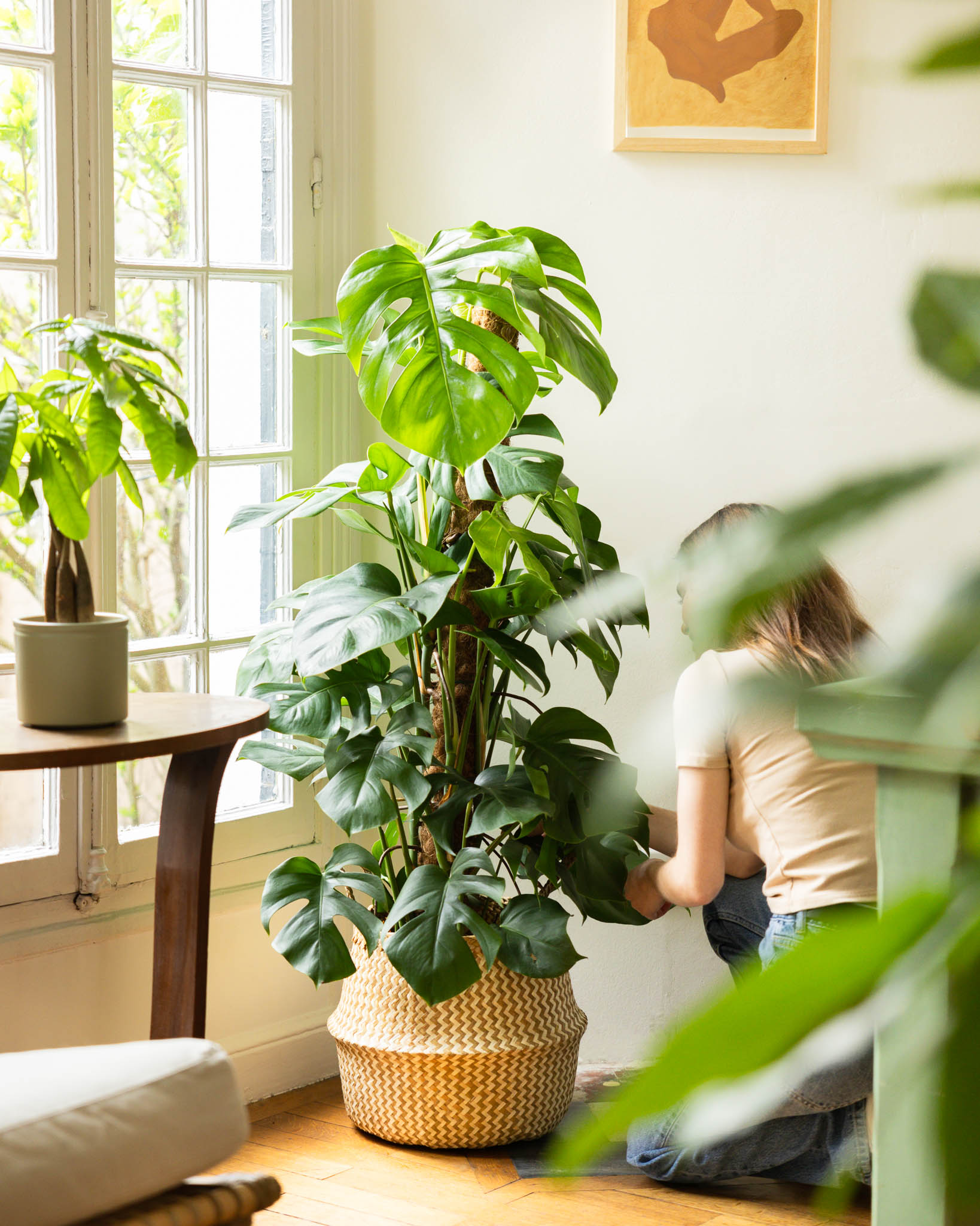 Monstera deliciosa