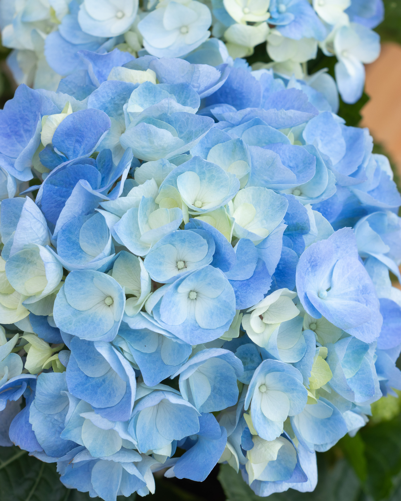 hortensia bleu
