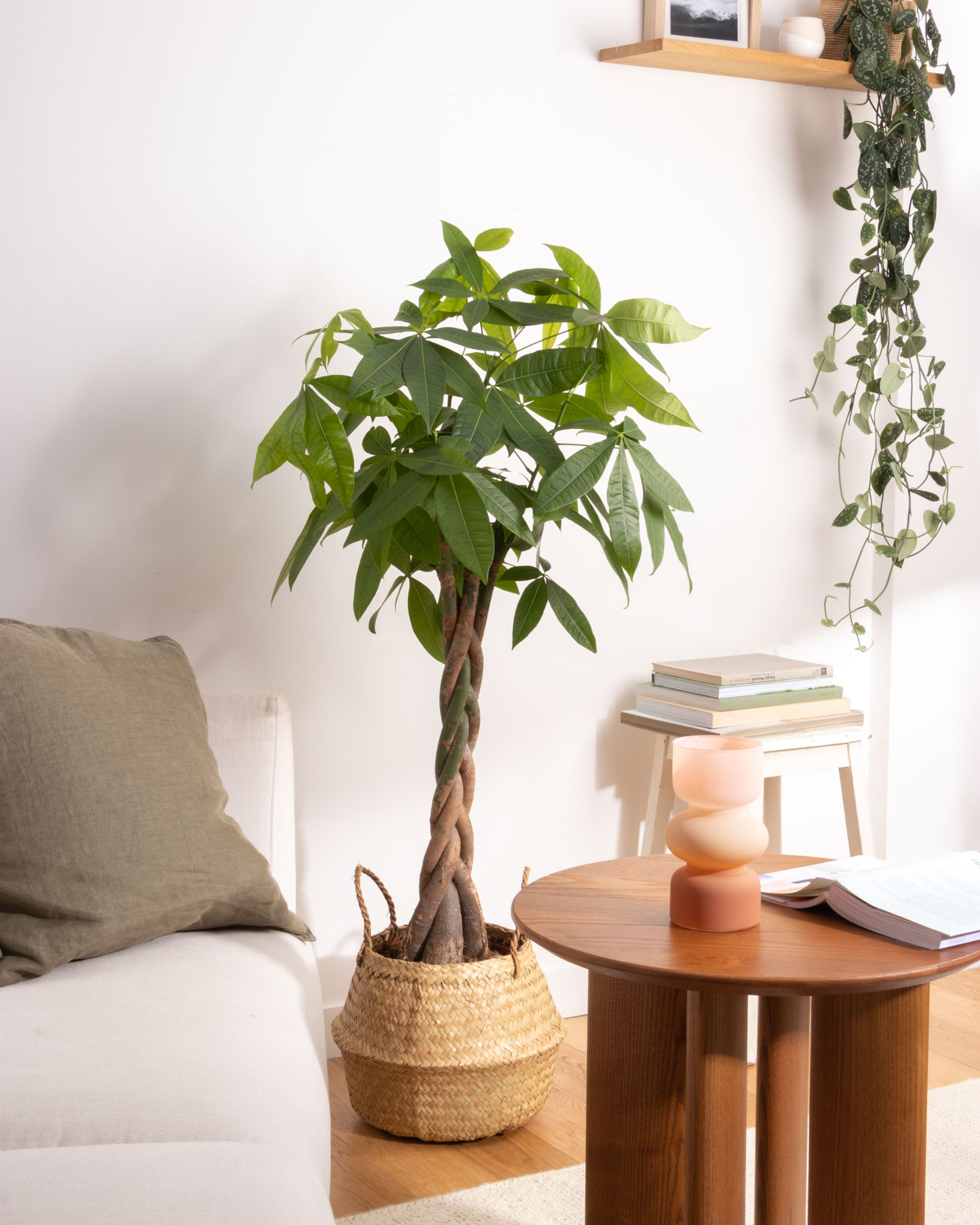 Andrea - Pachira aquatica (panier non vendu)