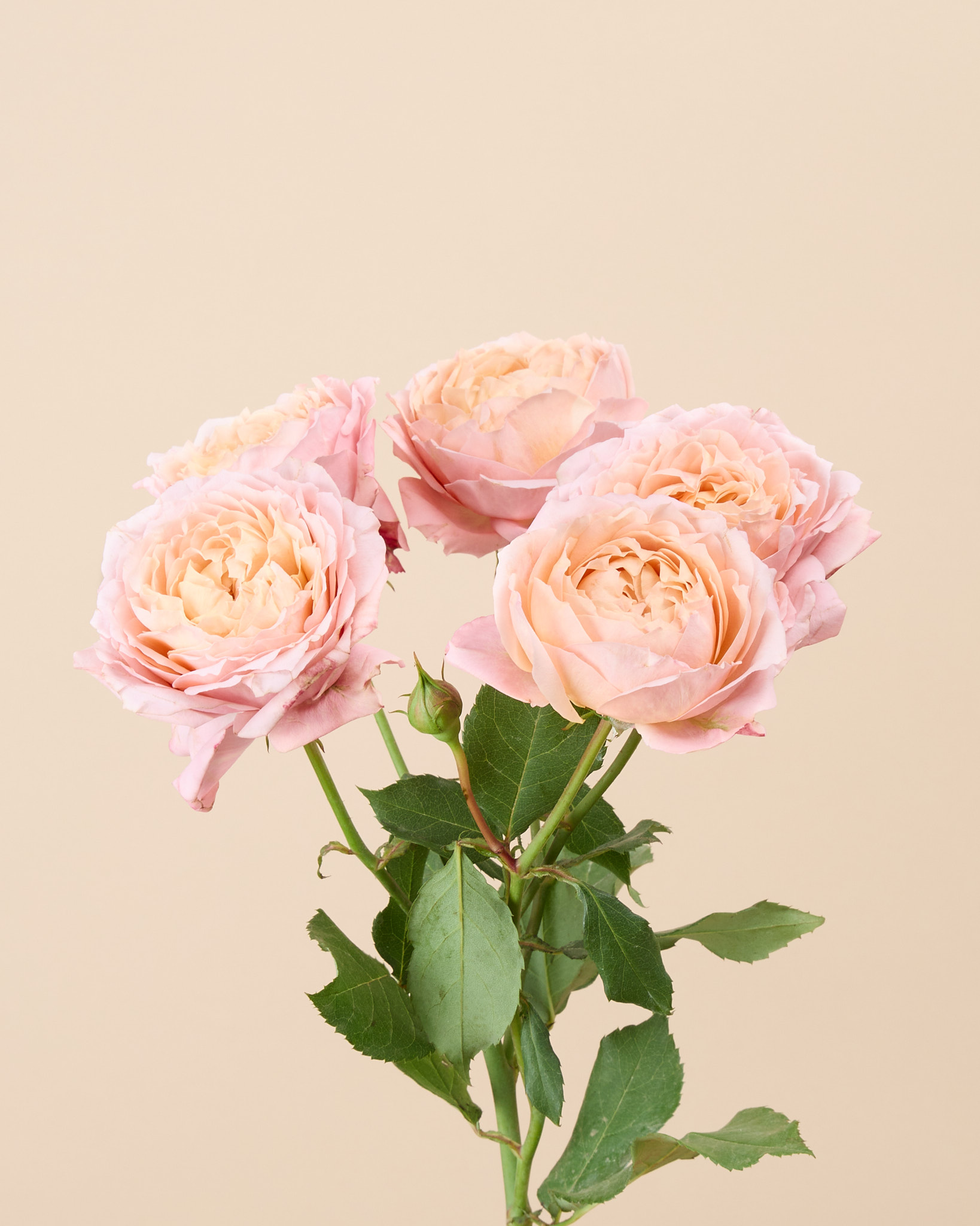 Rose branchue