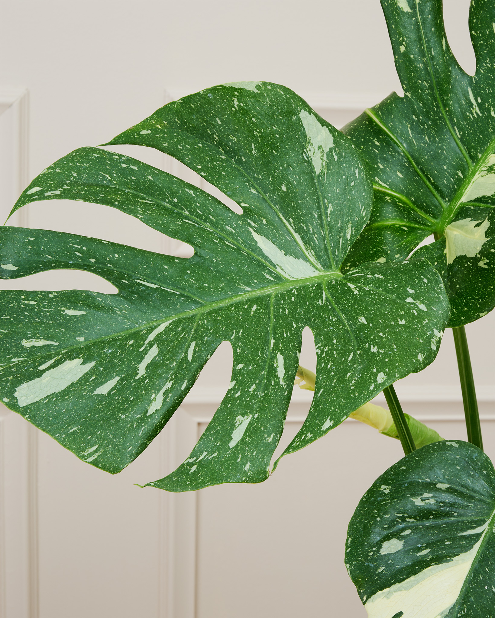 monstera thai constellation