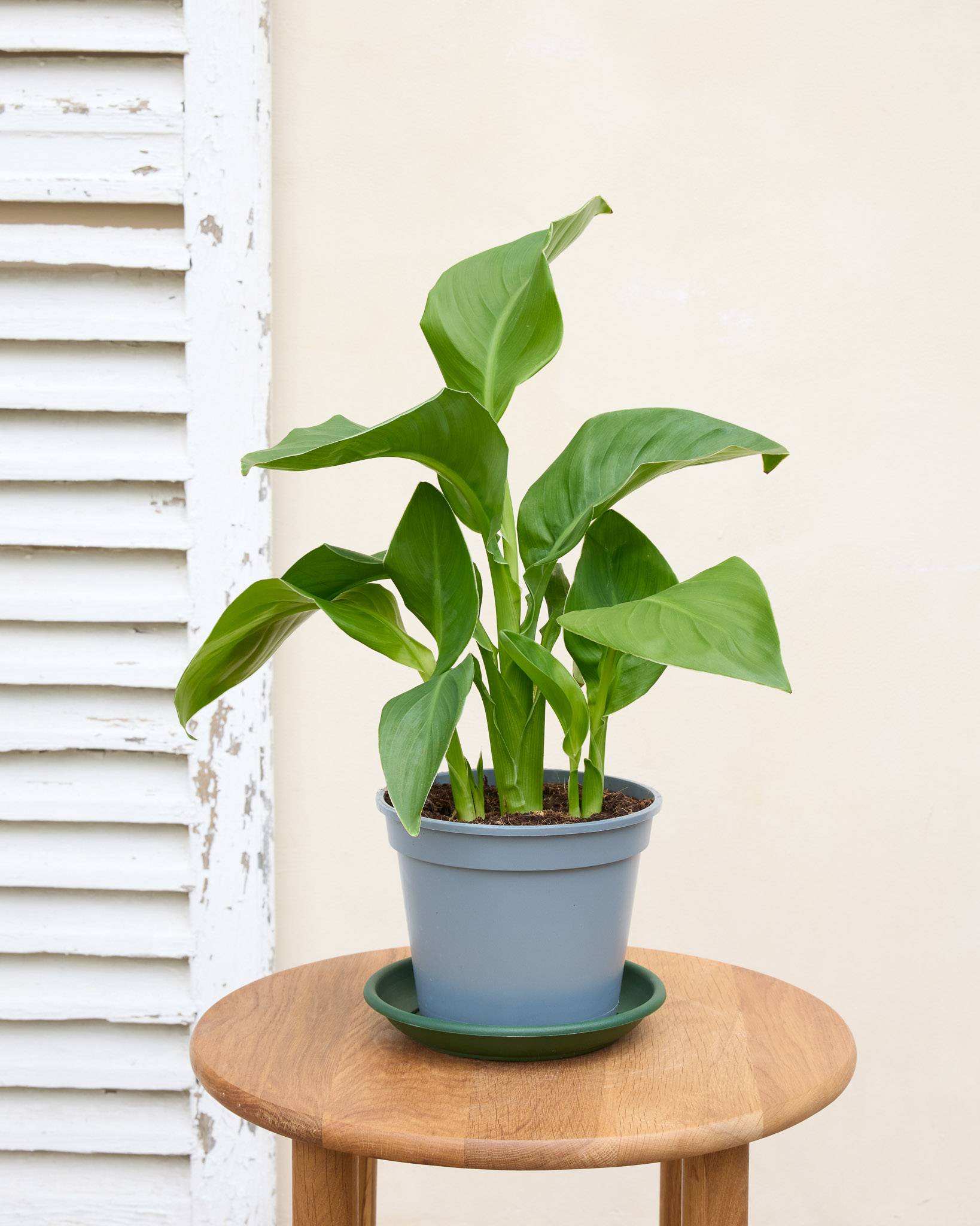 Claire et sa soucoupe - Canna Indica