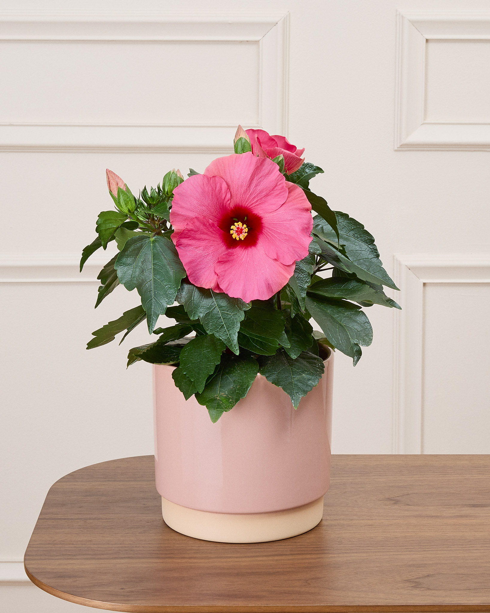 Lynn et son cache-pot rose - Hibiscus rose