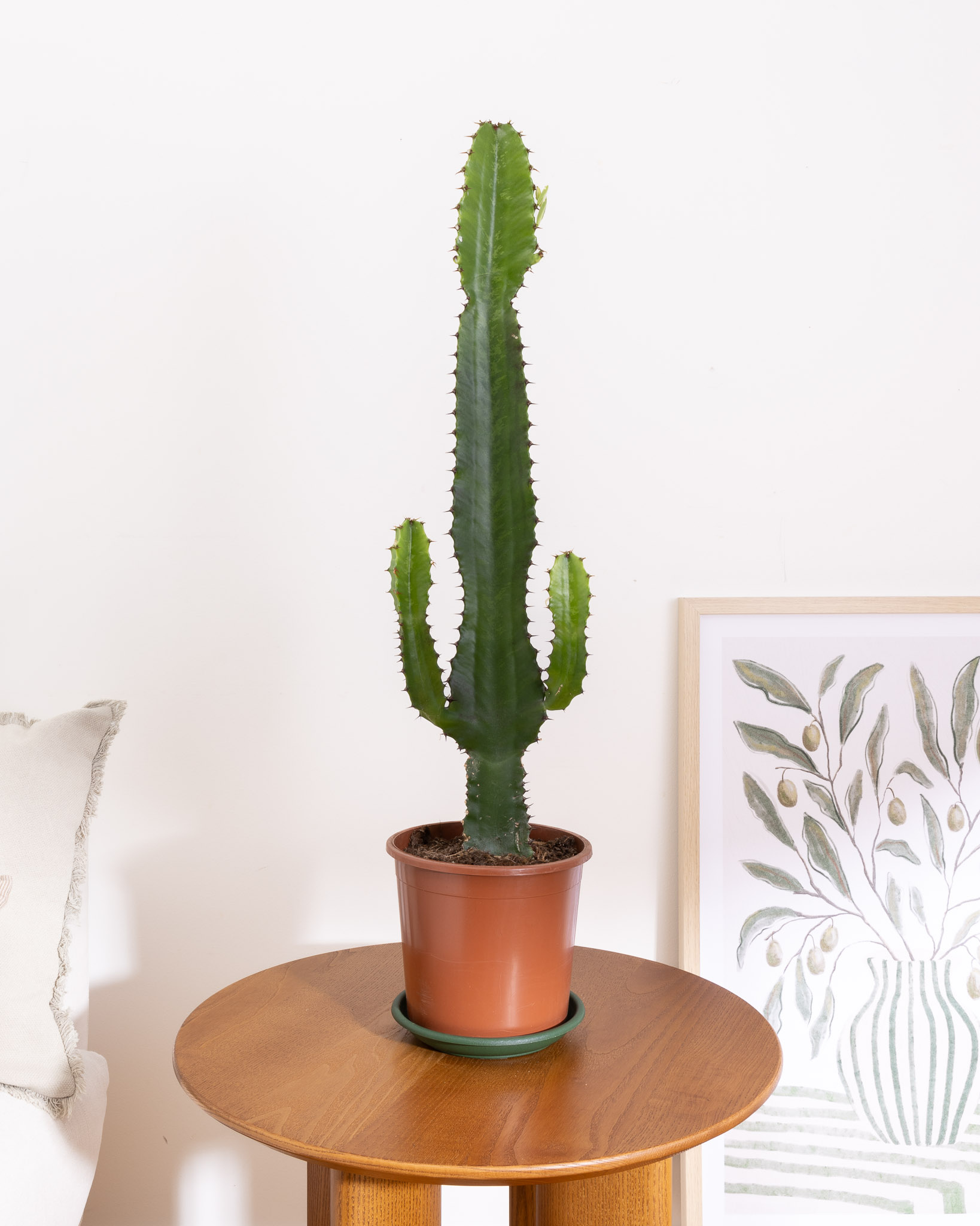 Pablo sans cache-pot - Euphorbia acrurensis