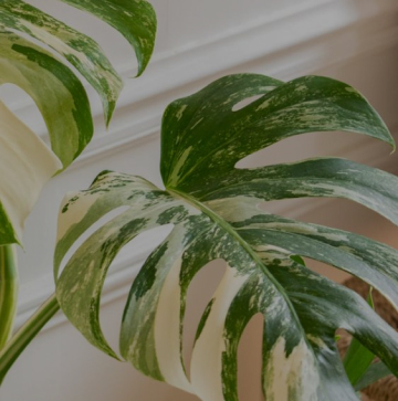 bergamotte-plant-care