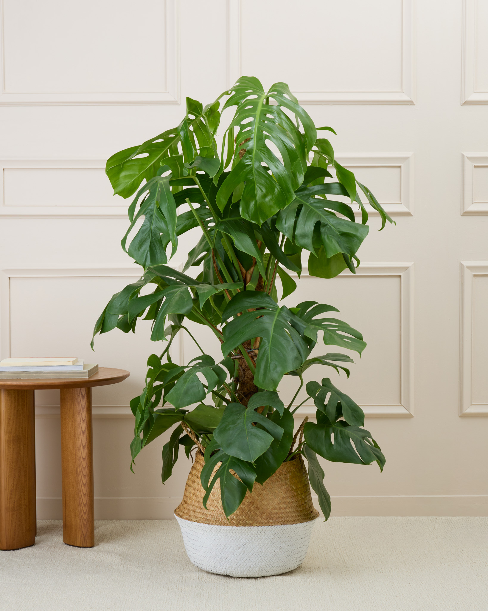 Monstera deliciosa