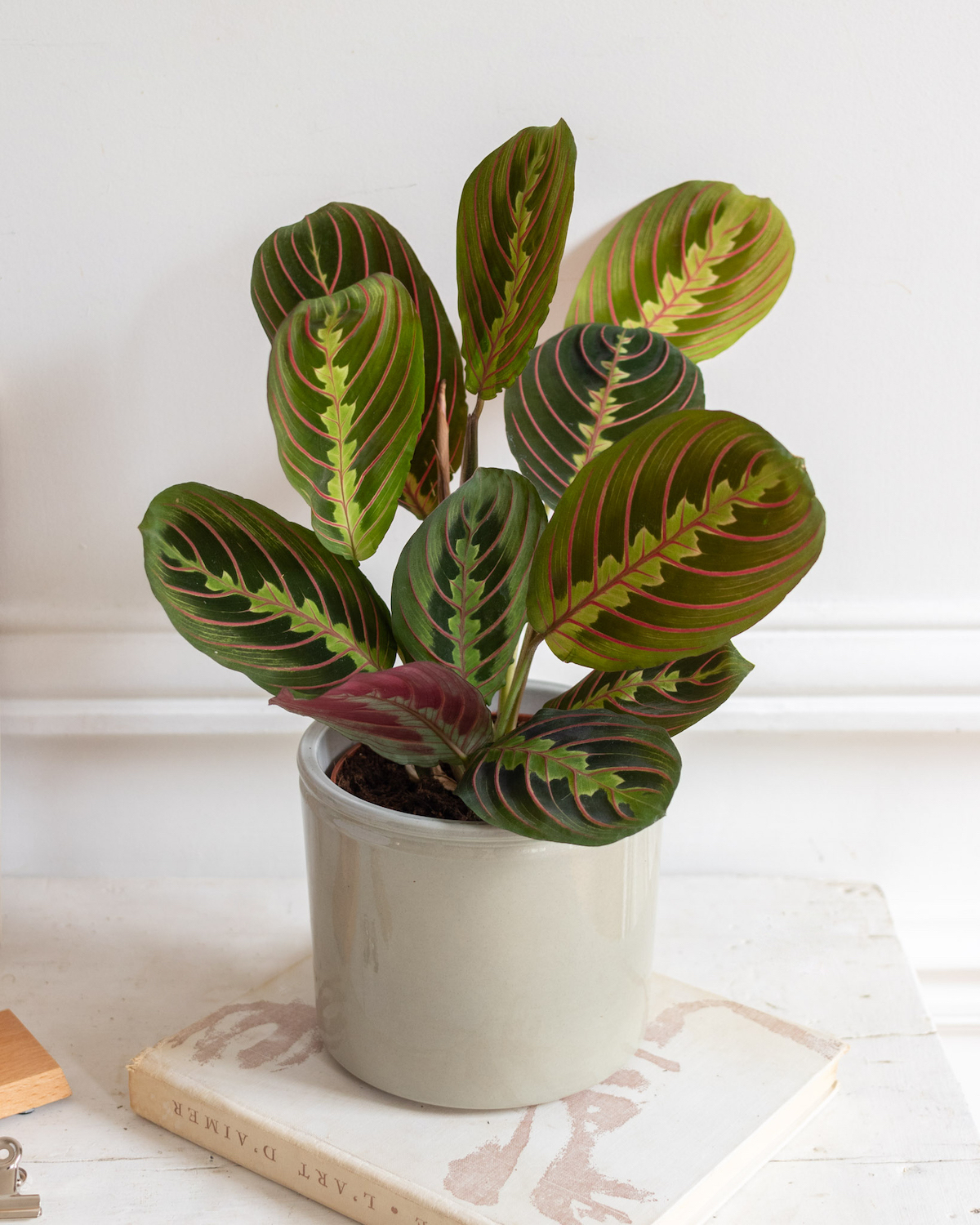 plante-verte-originale