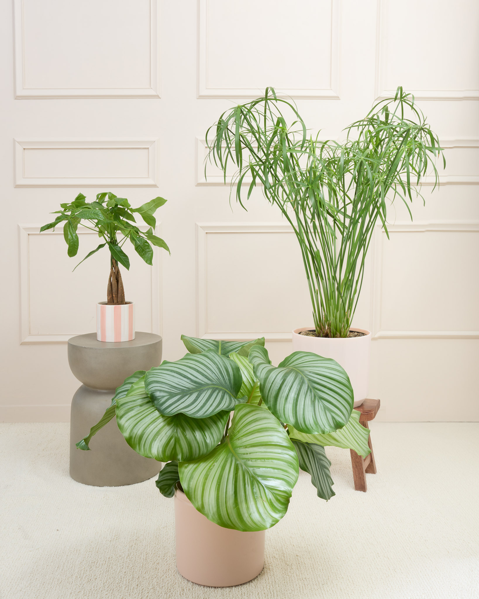 Sélection Plantes Pet Friendly avec cache-pots