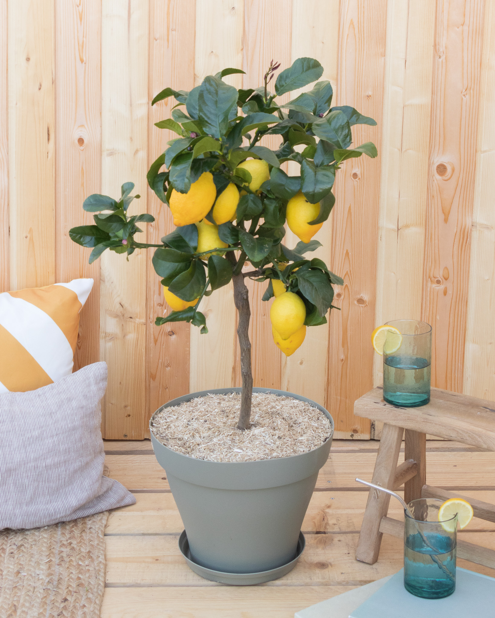  Chaque plante est unique : sa forme, sa hauteur et le nombre fruits peuvent varier