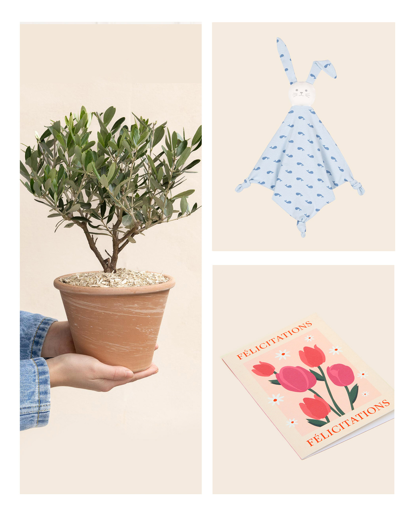 Offre naissance plante - petit olivier