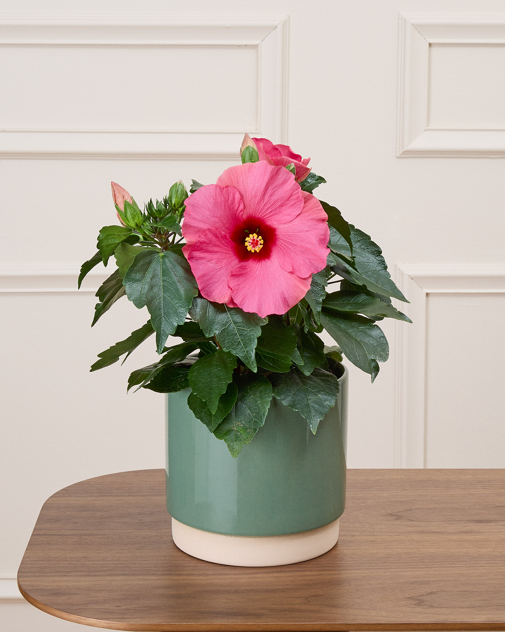Lynn et son cache-pot vert - Hibiscus rose