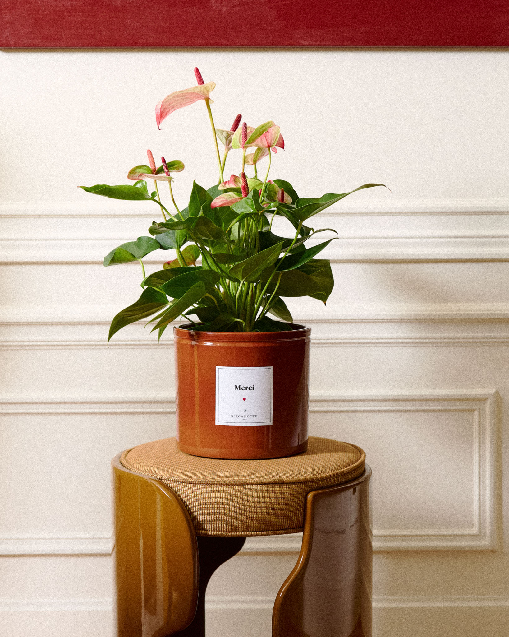 anthurium en pot