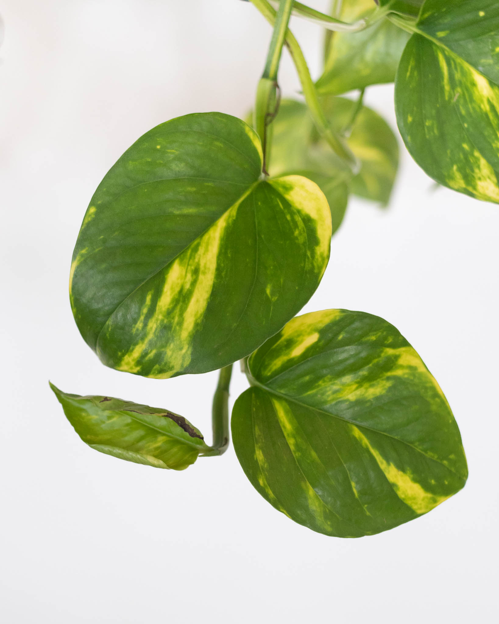 zoom feuille pothos