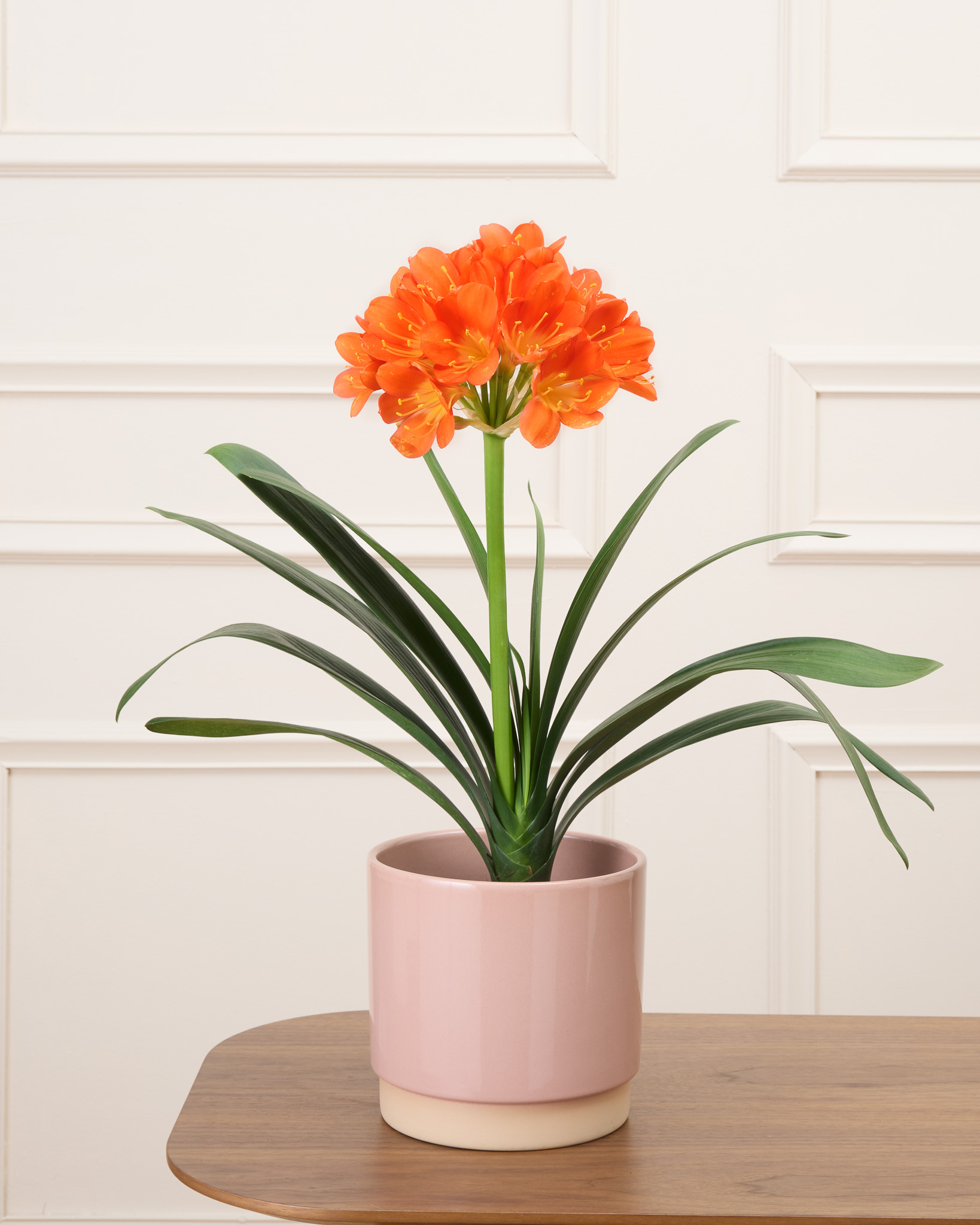 Chloé et son cache-pot rose - Clivia