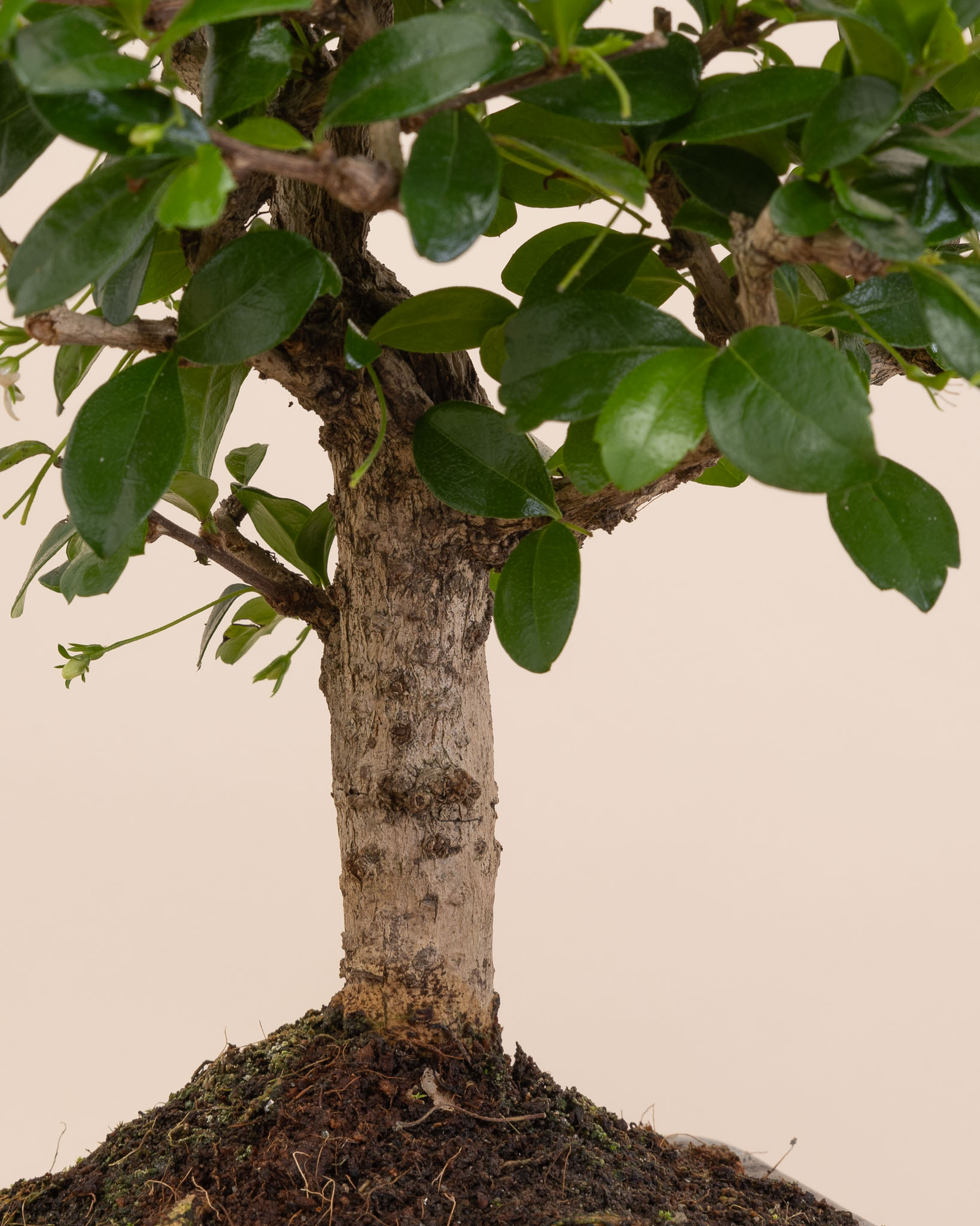Zoom sur Zack - Bonsaï (carmona microphylla)