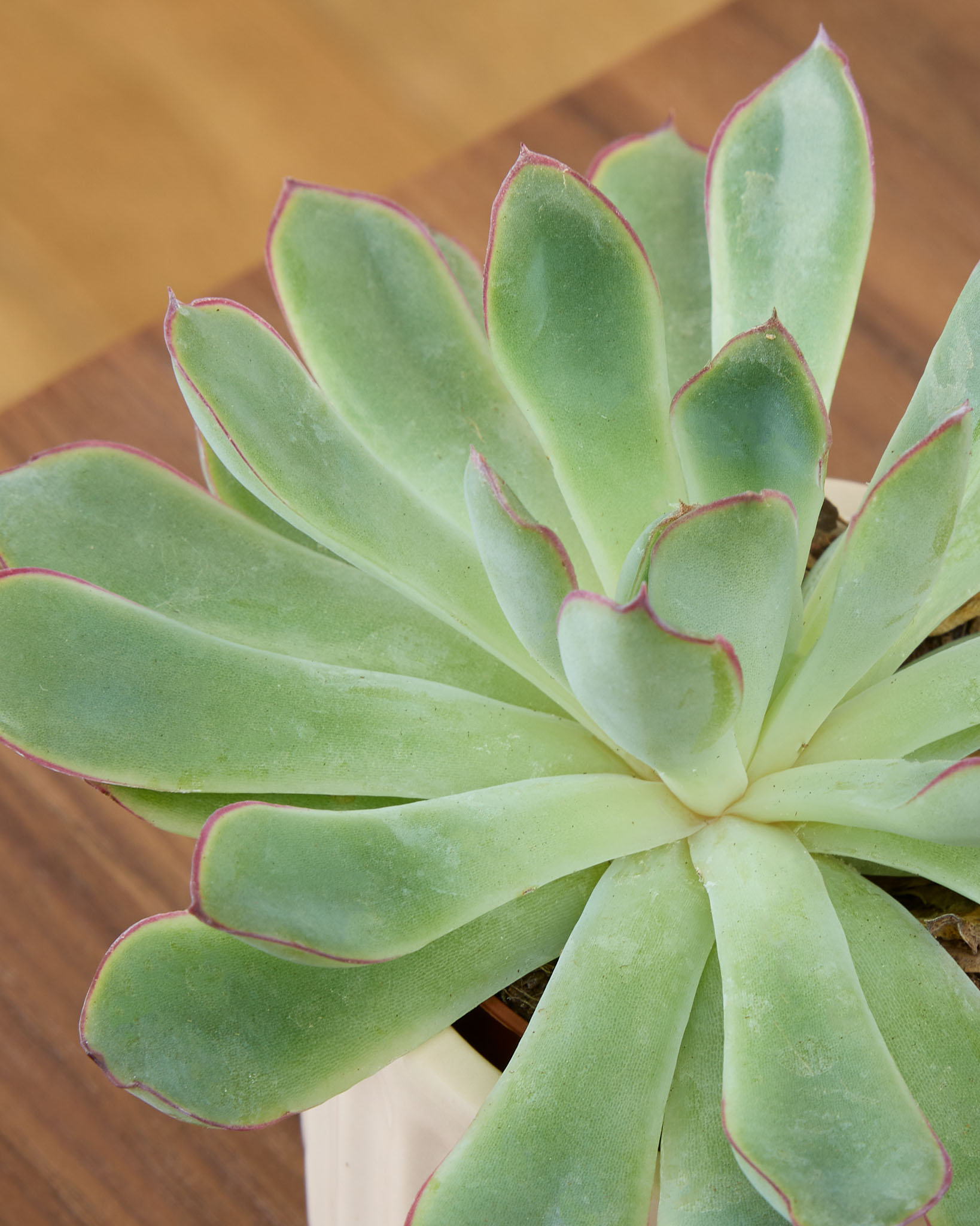 Exemple de variété de succulente disponible