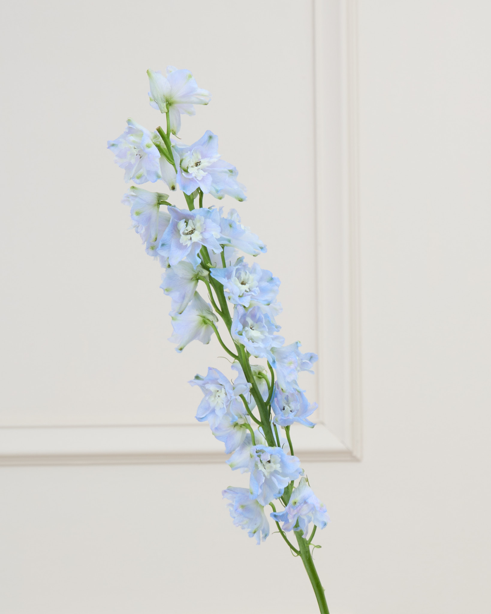 Delphinium bleu