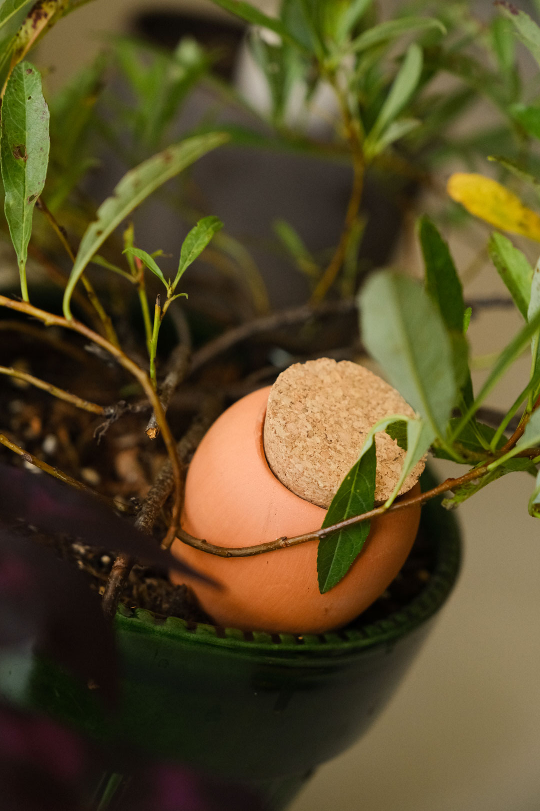 Zoom sur la mini olla