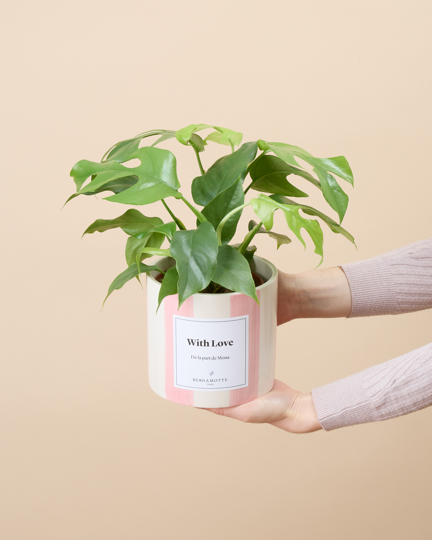 Monstera Donna (cache-pot non vendu)