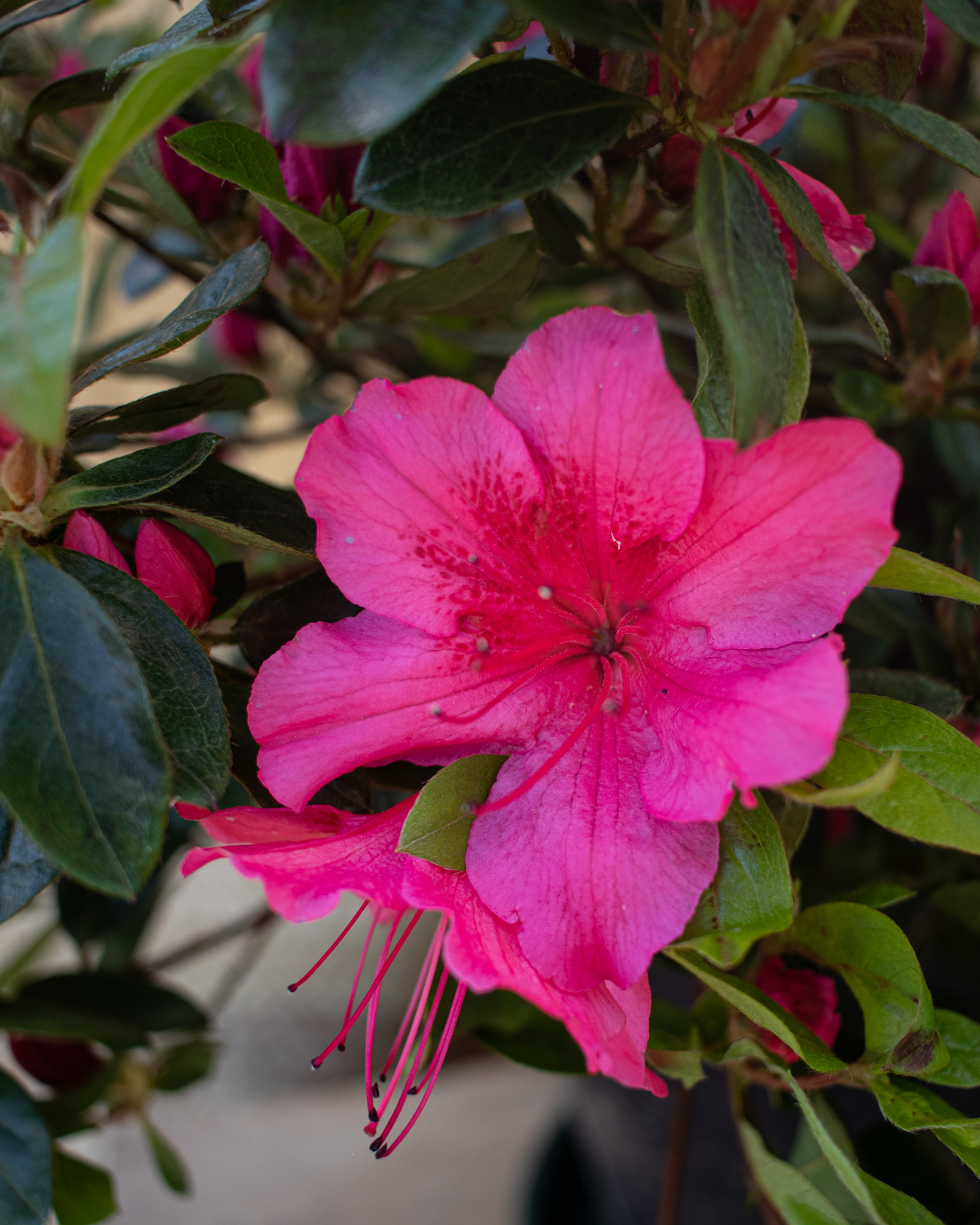 Azalée d’intérieur : nos conseils  d’entretien