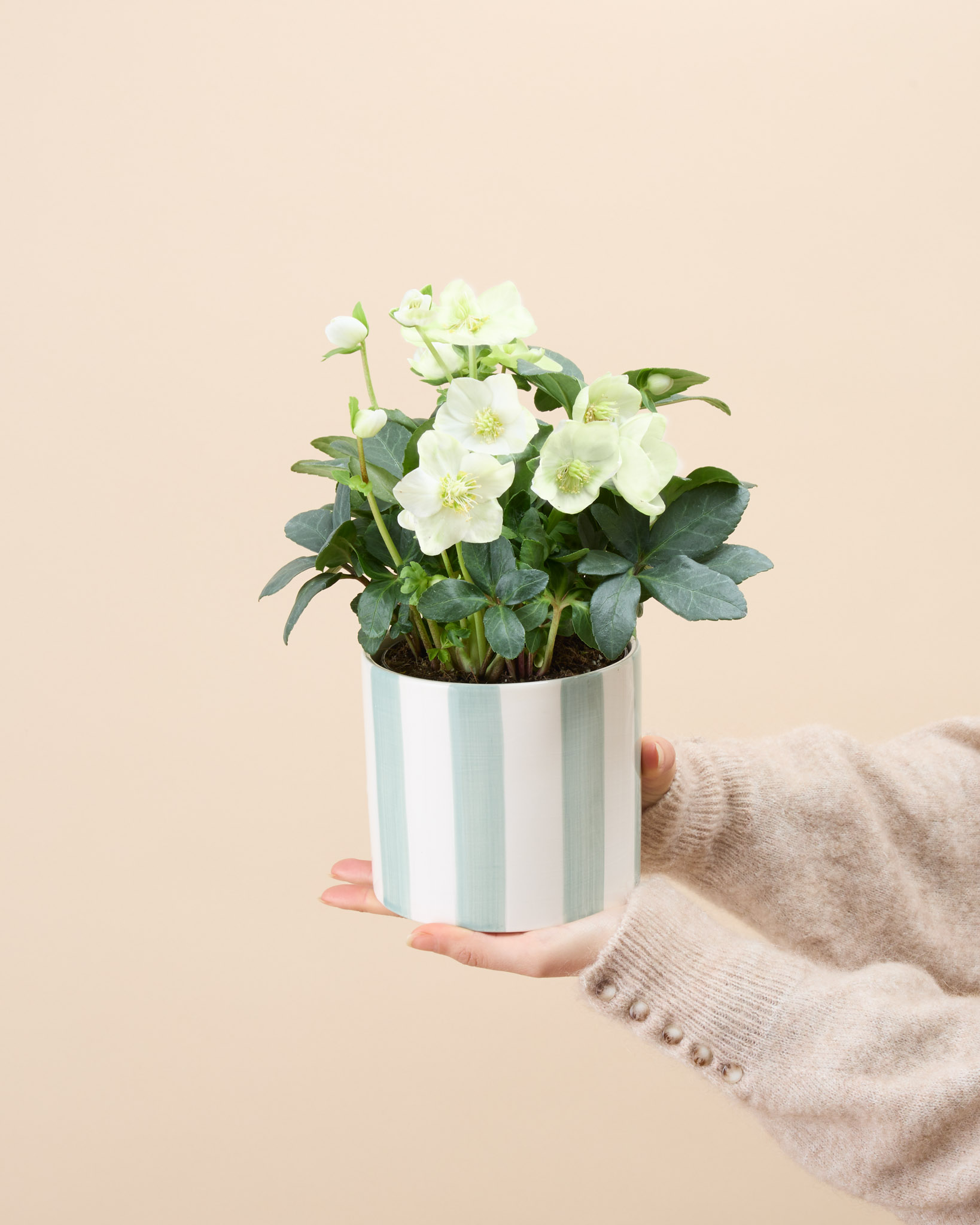 Hermine - Rose de Noël ou Hellébore