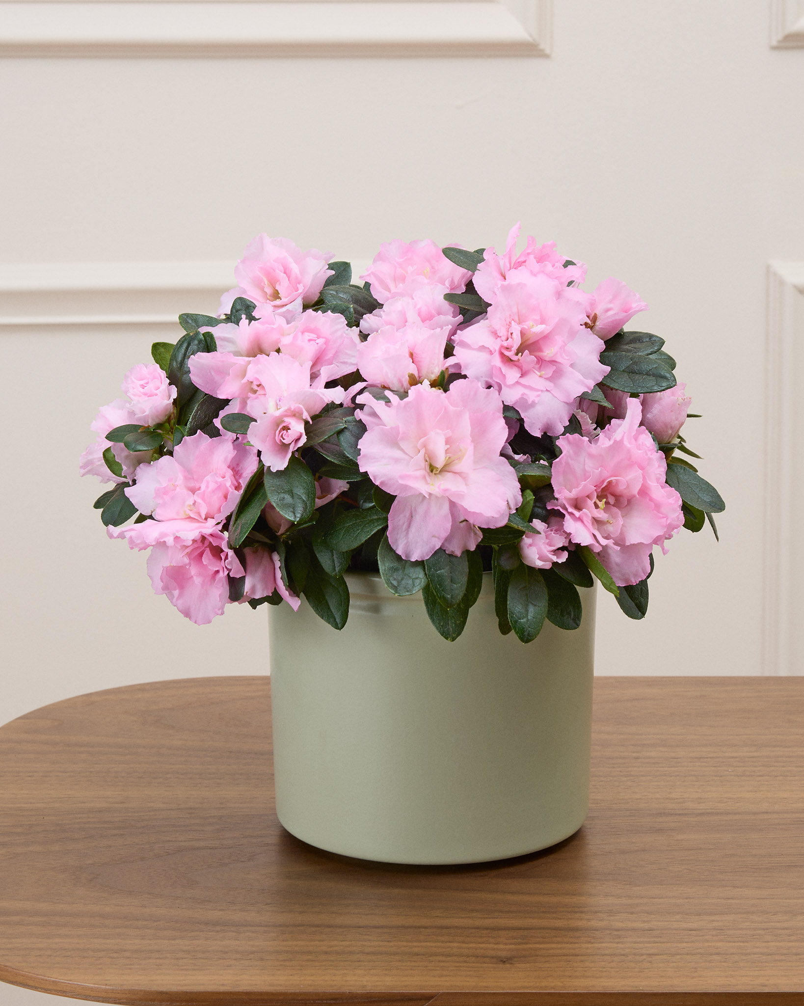 Alizée et son cache-pot neutre - Azalée