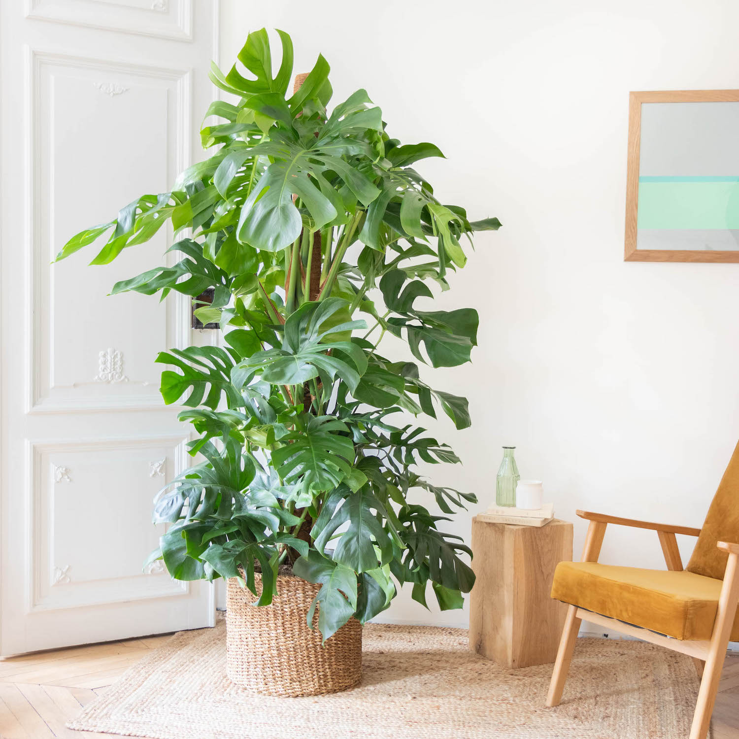 plante-interieur-grande-feuille