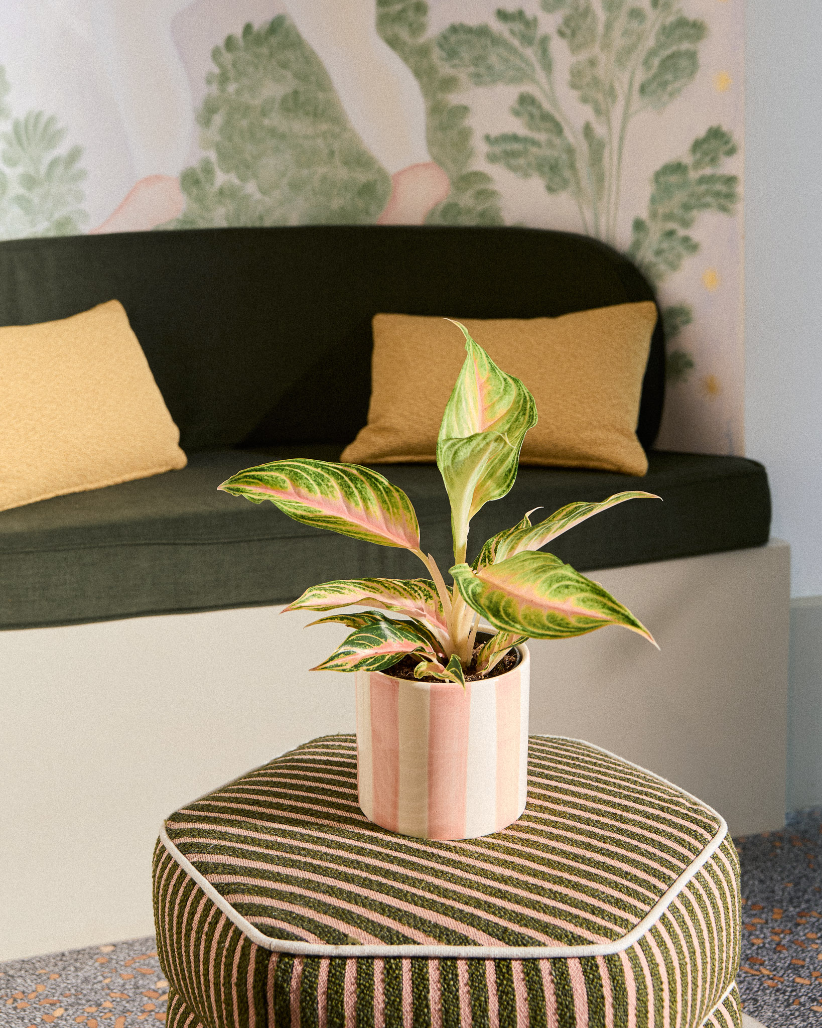 Aglaonema Aglaé