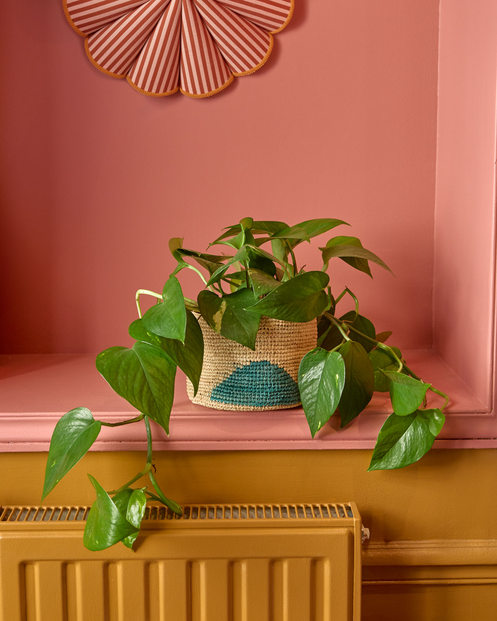 Betty - Epipremnum (Pothos)