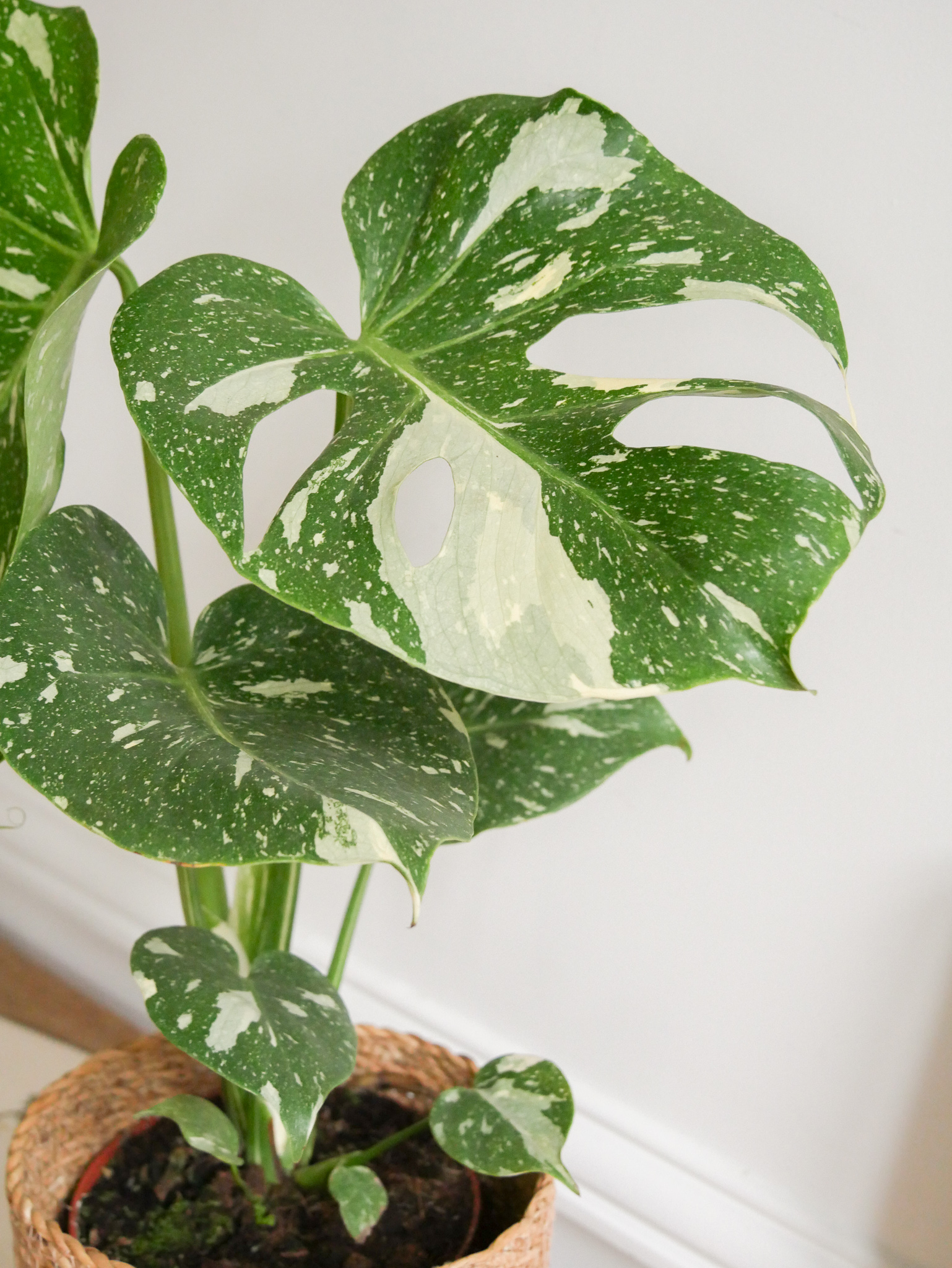 monstera-thai-constellation