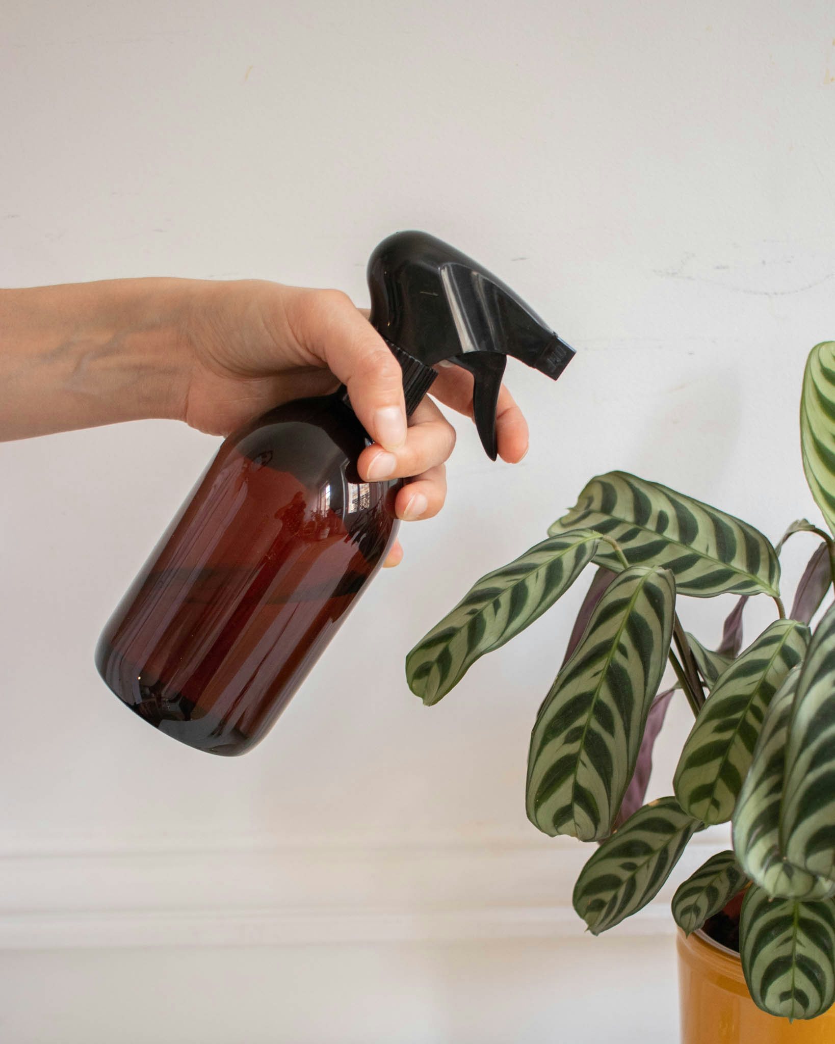 Le brumisateur : la touche fraicheur pour vos plantes d'intérieur