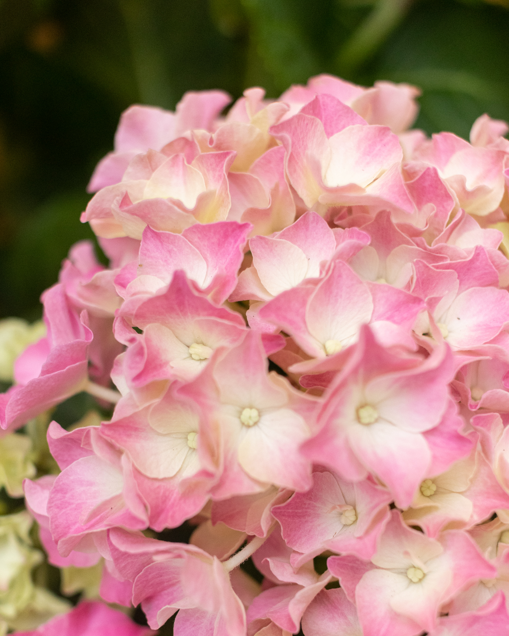 hortensia rose