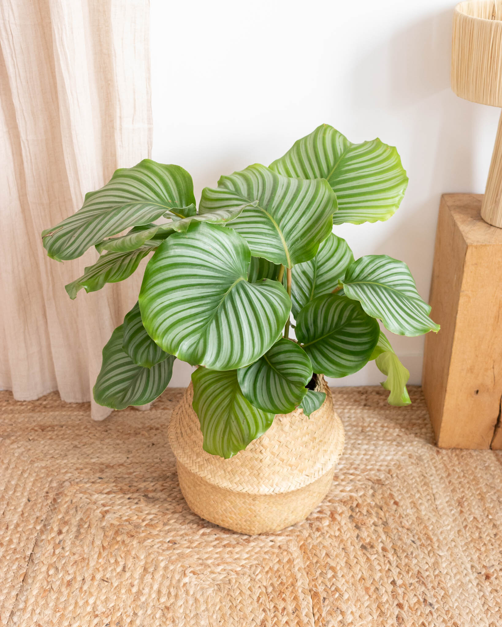 Calathea Orbifolia