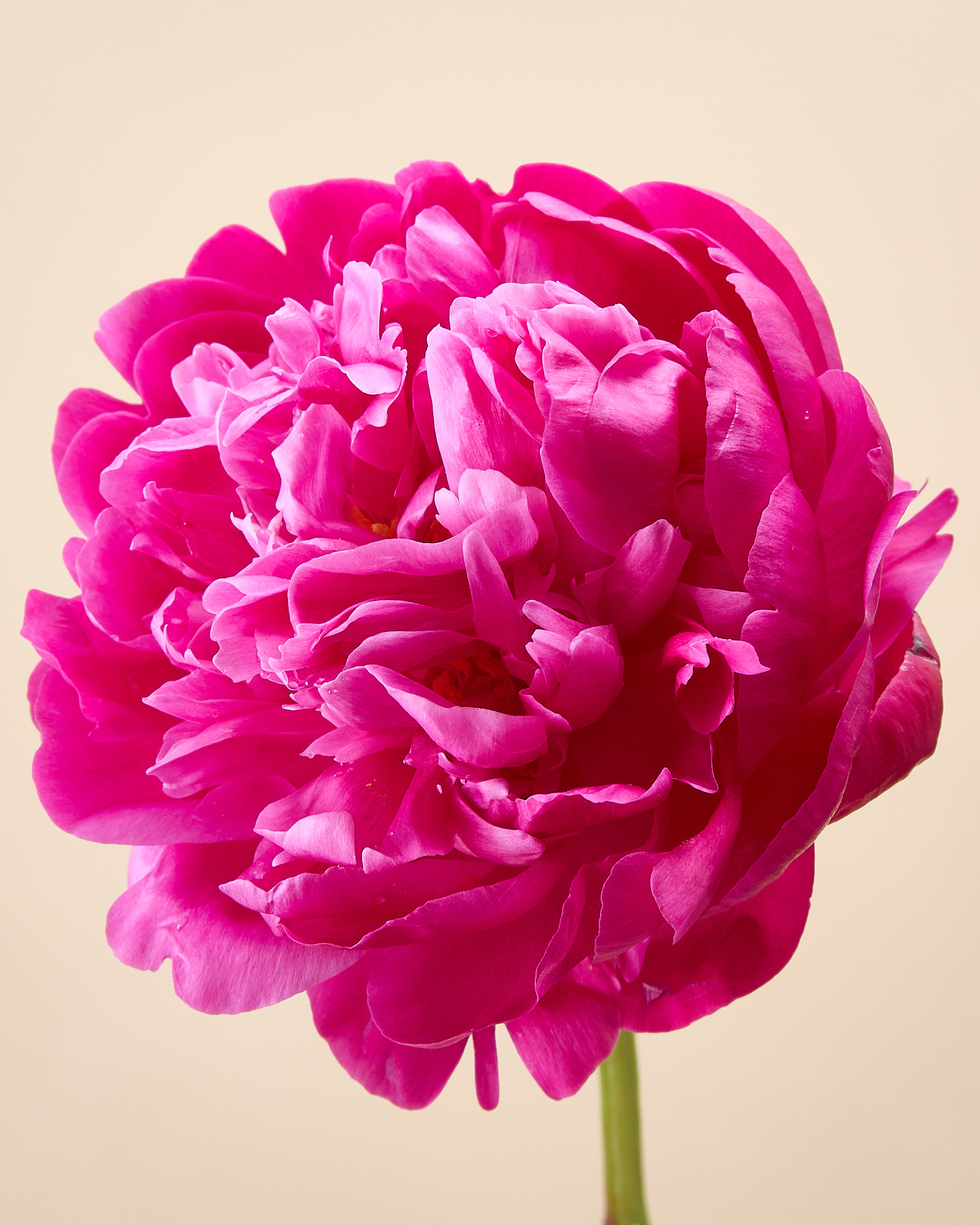 Pivoine Fuchsia