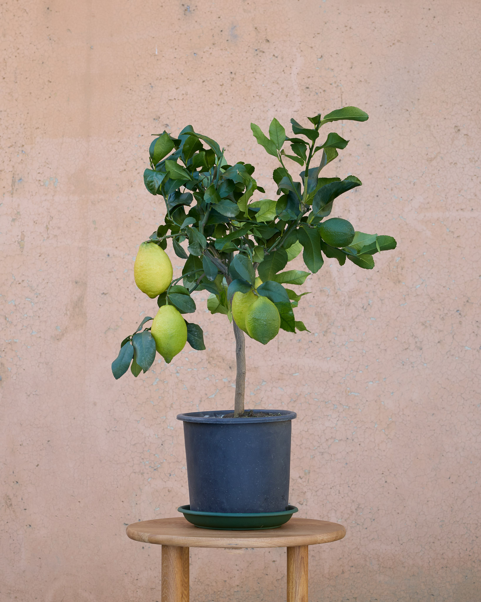 citronnier
